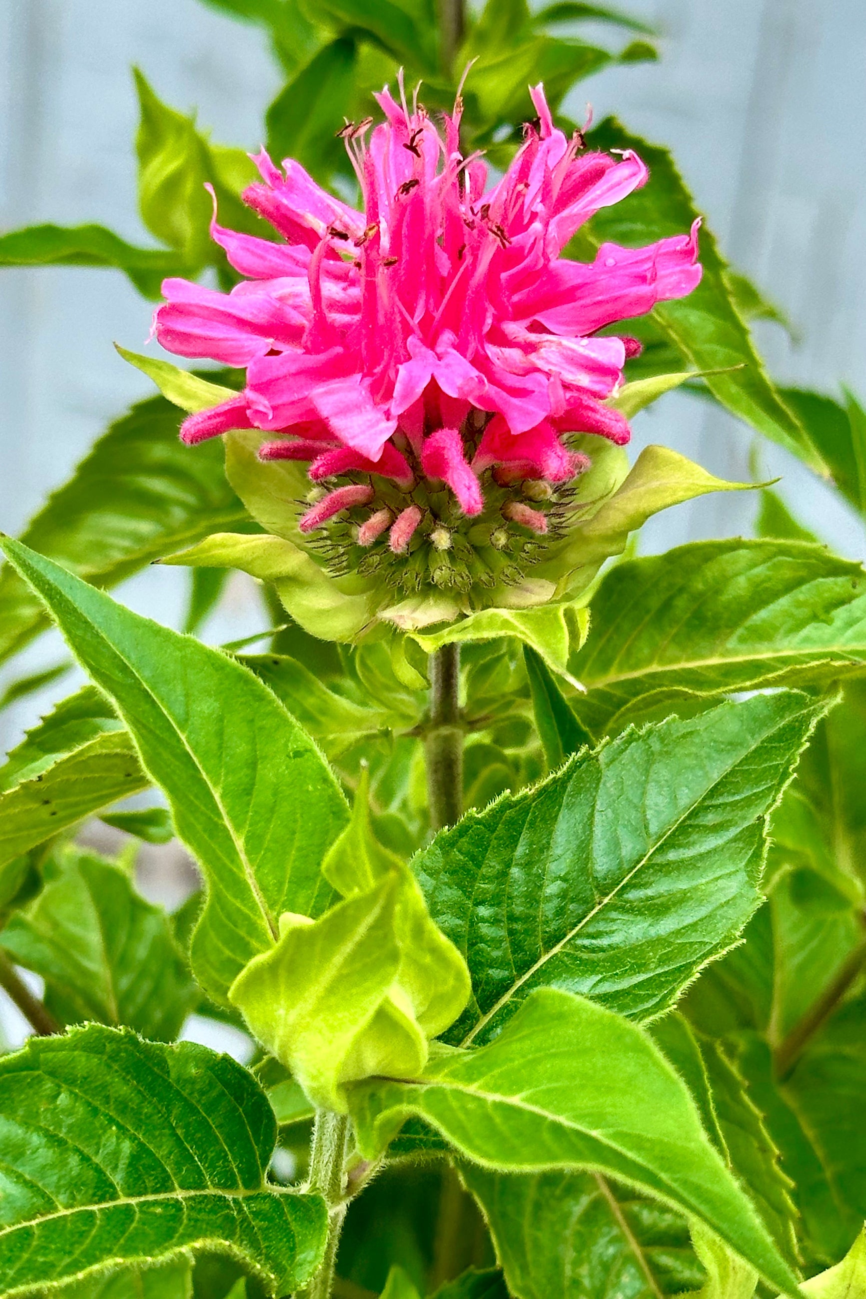 A close up of the pink bloom of Monarda 'Marshalls Delight' mid to late June ©Sprout Home