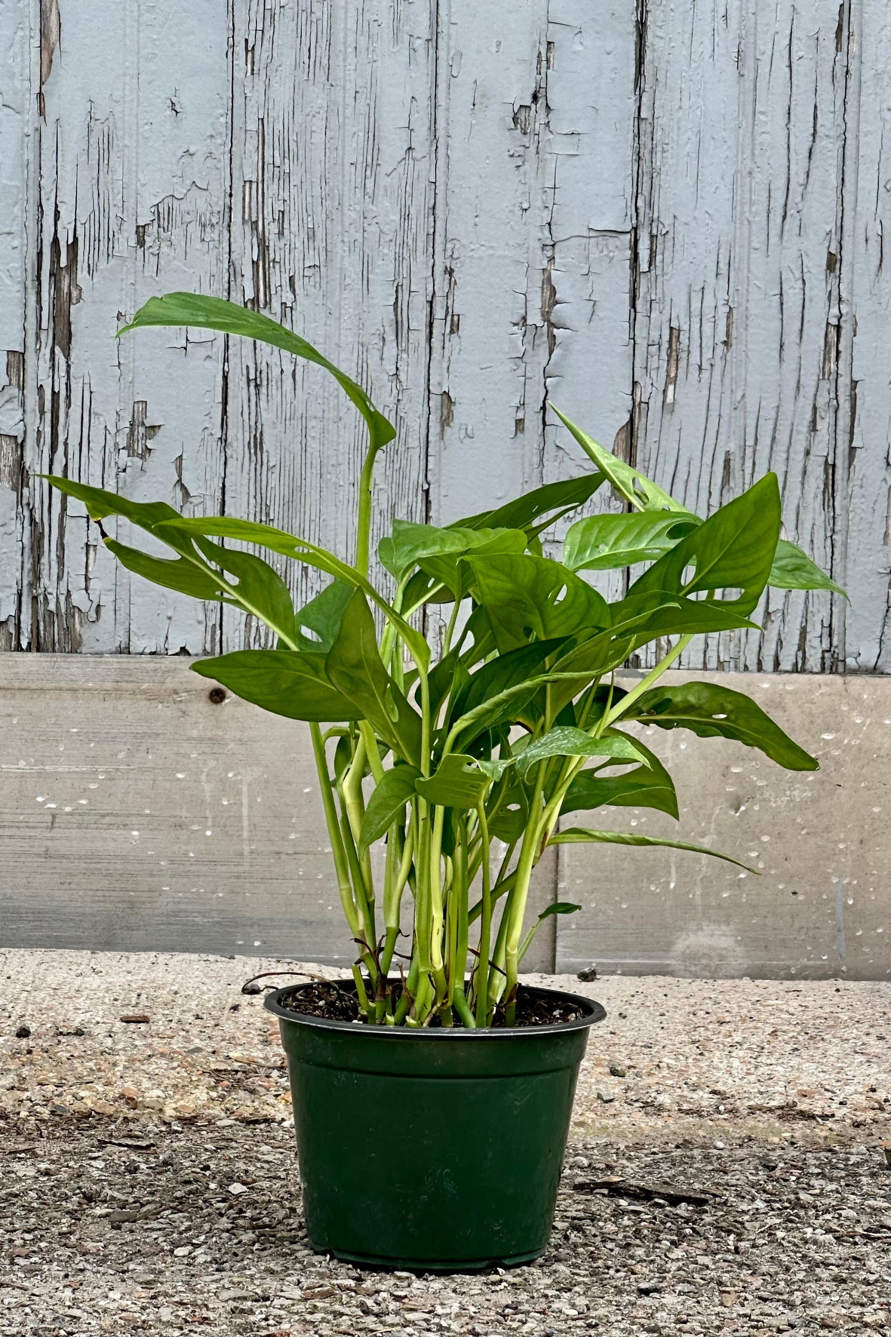 Monstera adansonii narrow form plant in a 6" growers pot at Sprout-home. 
