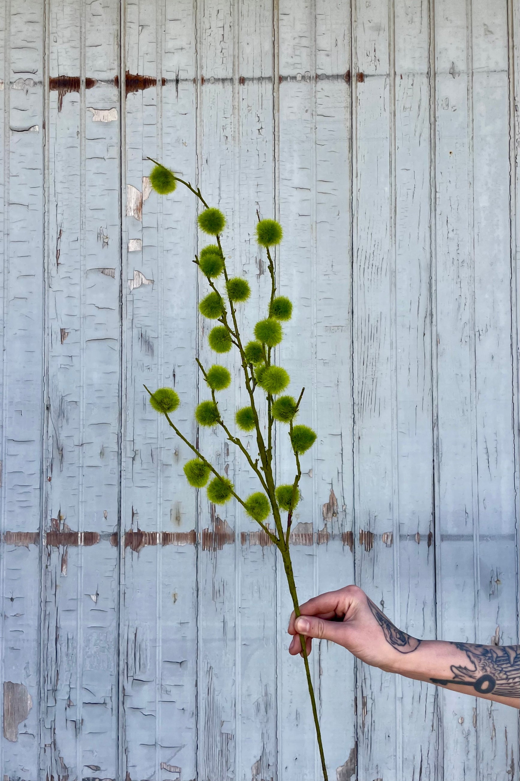 Photo of a hand holding a spray of moss balls on stems in front of a gray wall. The branching stems hold fuzzy green moss-like details.