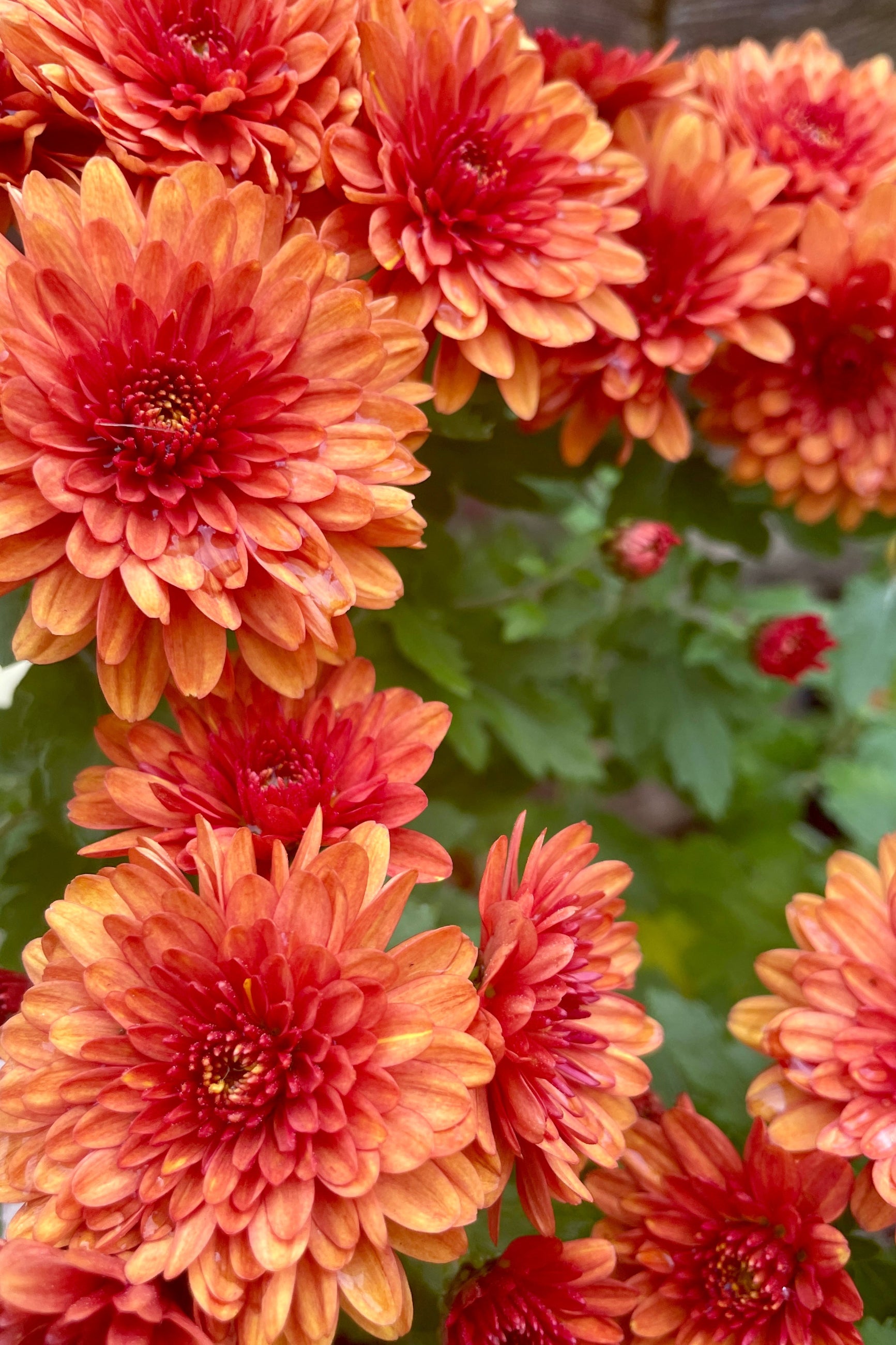 A detail image of the copper orange flowers of the Mum 'Conaco Orange'. ©Sprout Home