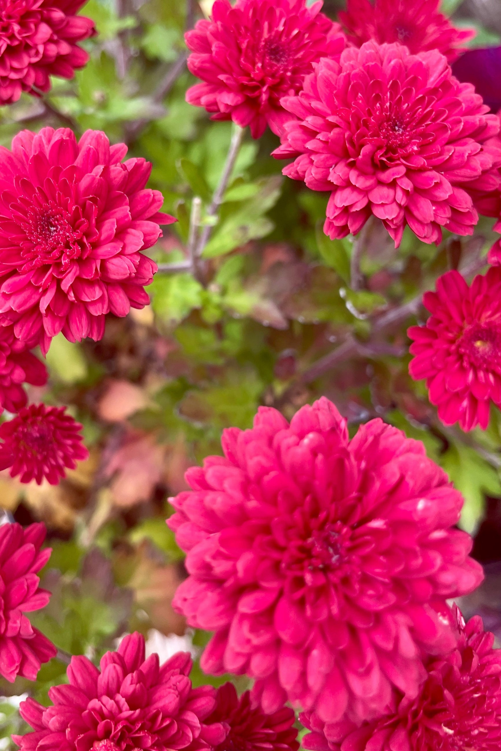 Mum "Red Ryder" close up with the burgundy red flowers in October at Sprout-home. ©Sprout Home