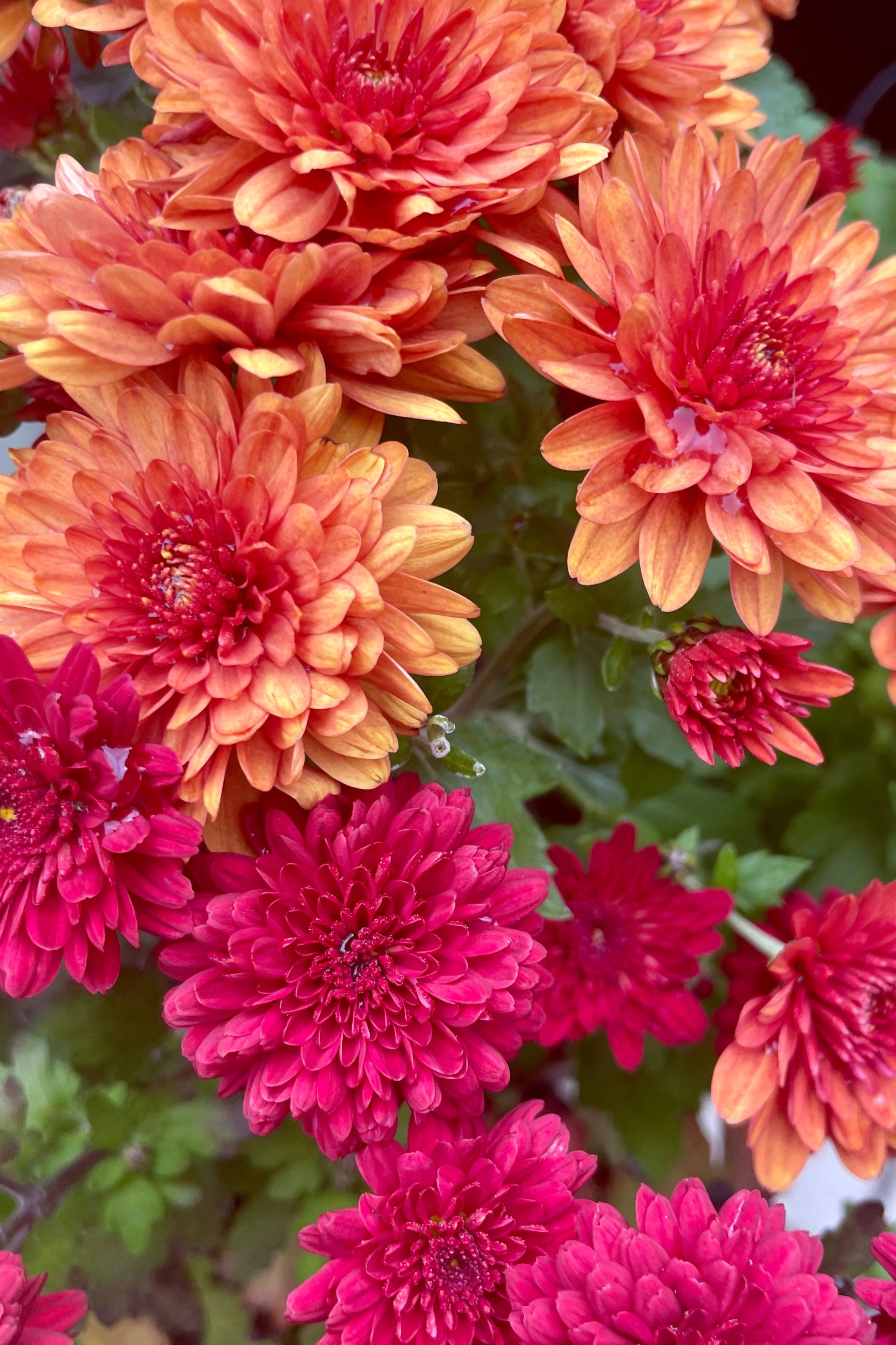 detail of two type of mums, orange and red, looking from on top of the flowers.  ©Sprout Home