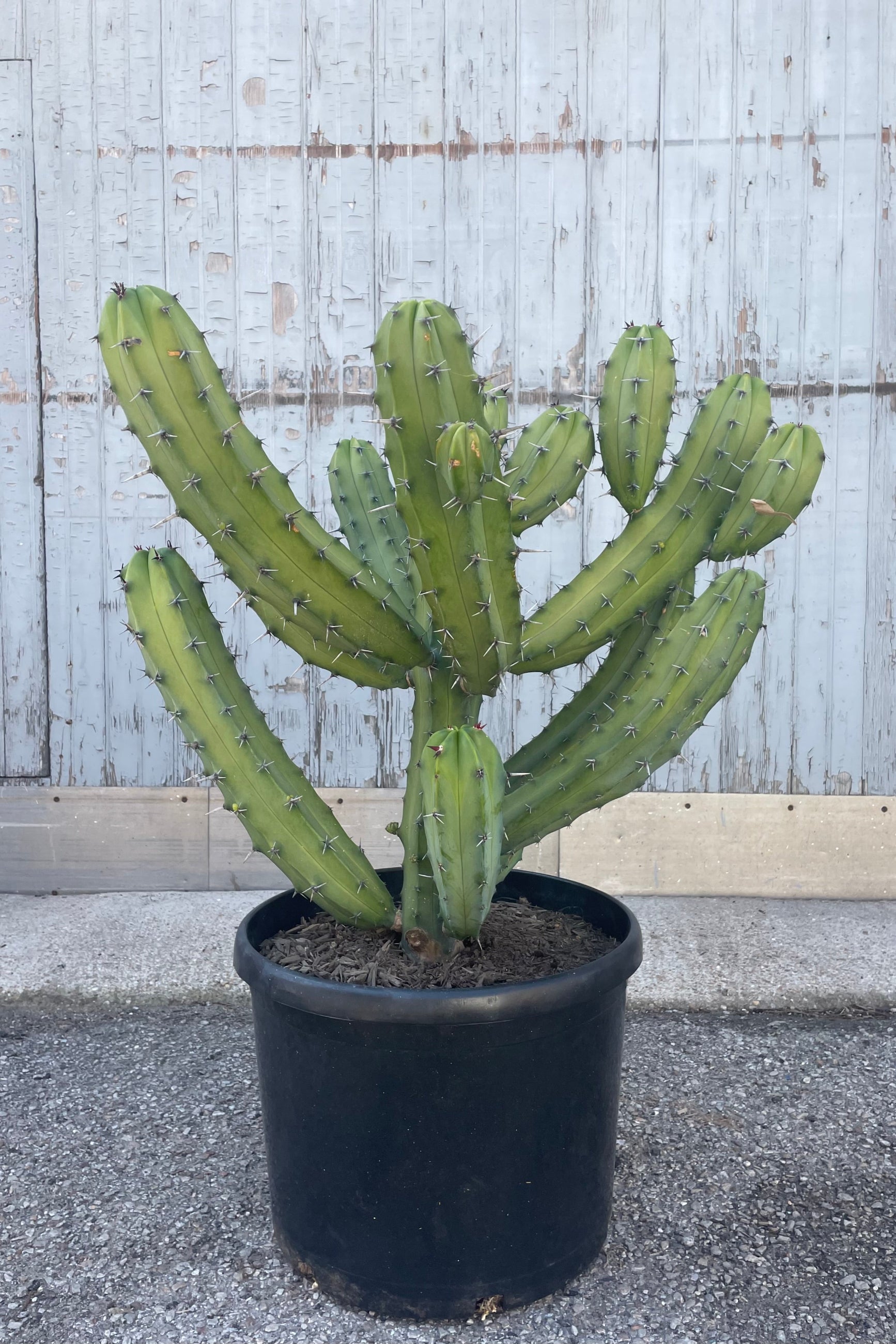 Photo of a cactus with short black spines and many thick branches in a black pot in front of a gray wall. The cactus is Myrtillocactus geometrizans. ©Sprout Home