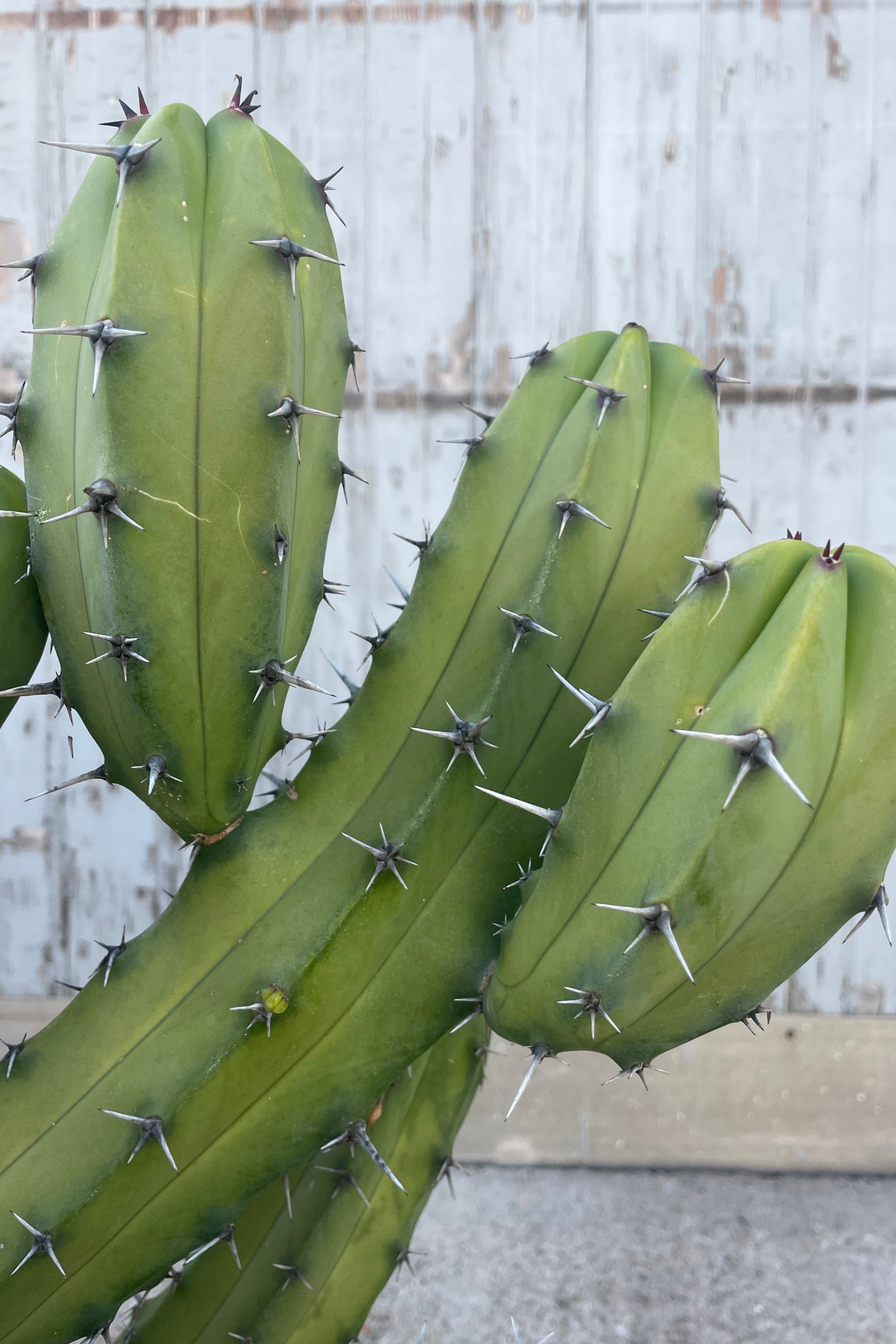 Close Photo of a cactus with short black spines and many thick branches in front of a gray wall. The cactus is Myrtillocactus geometrizans. ©Sprout Home