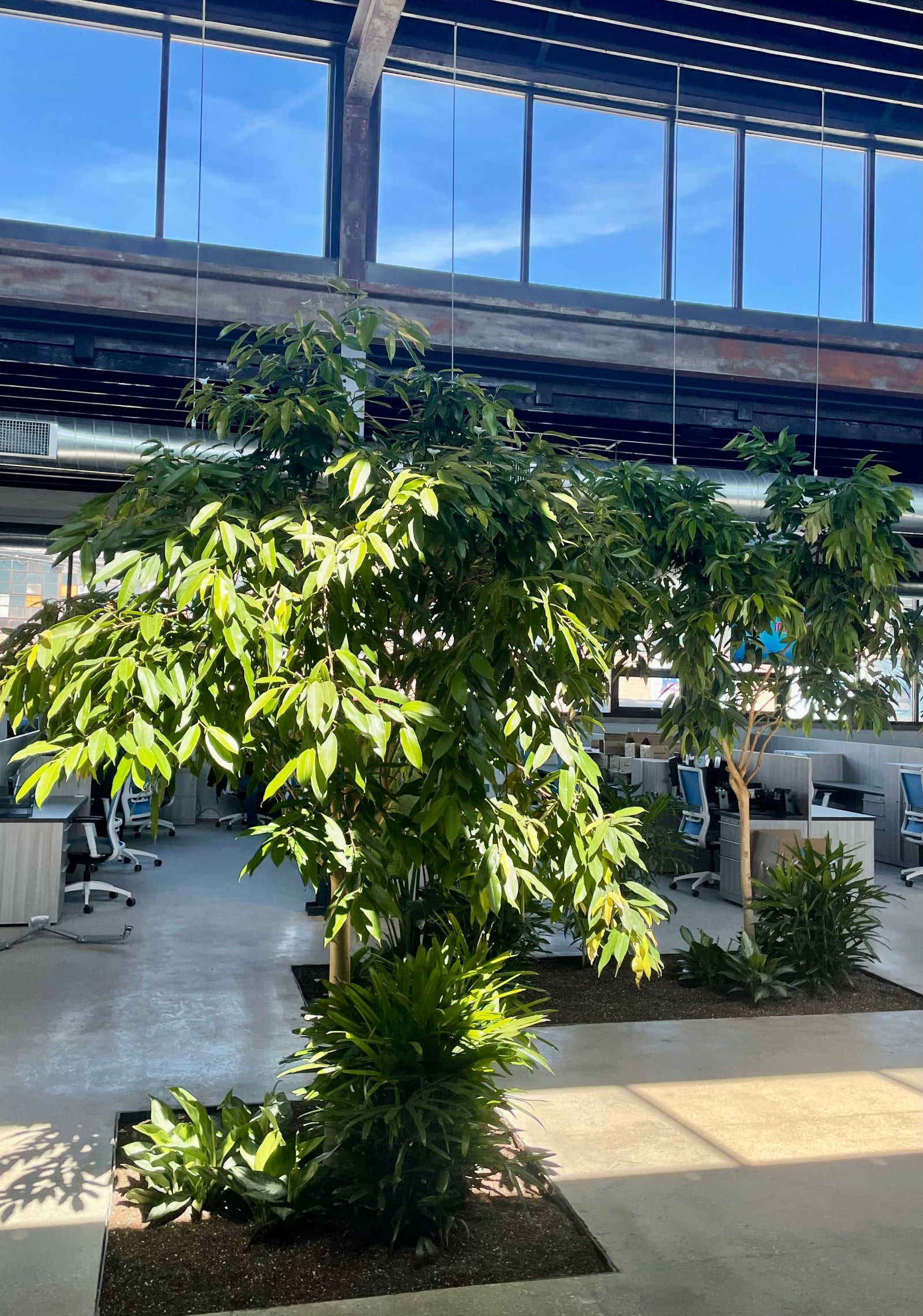 New City Movers Corporate interior with plantings in the middle of the space by Sprout-home