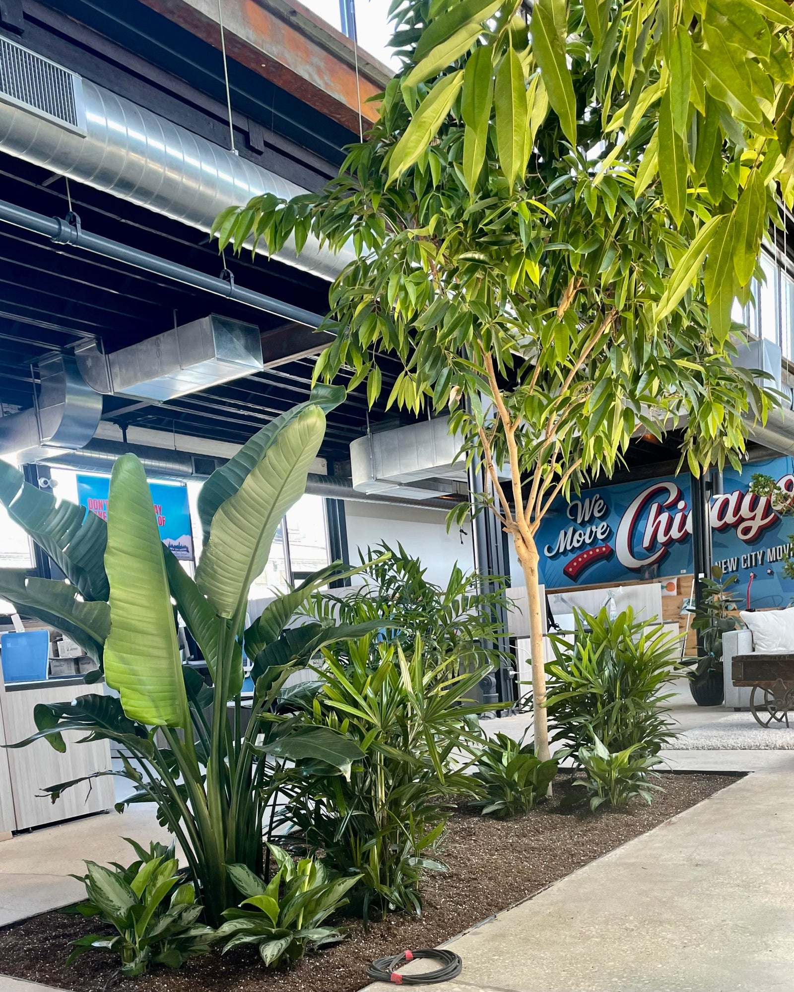 New City Moving plantings by Sprout-home
