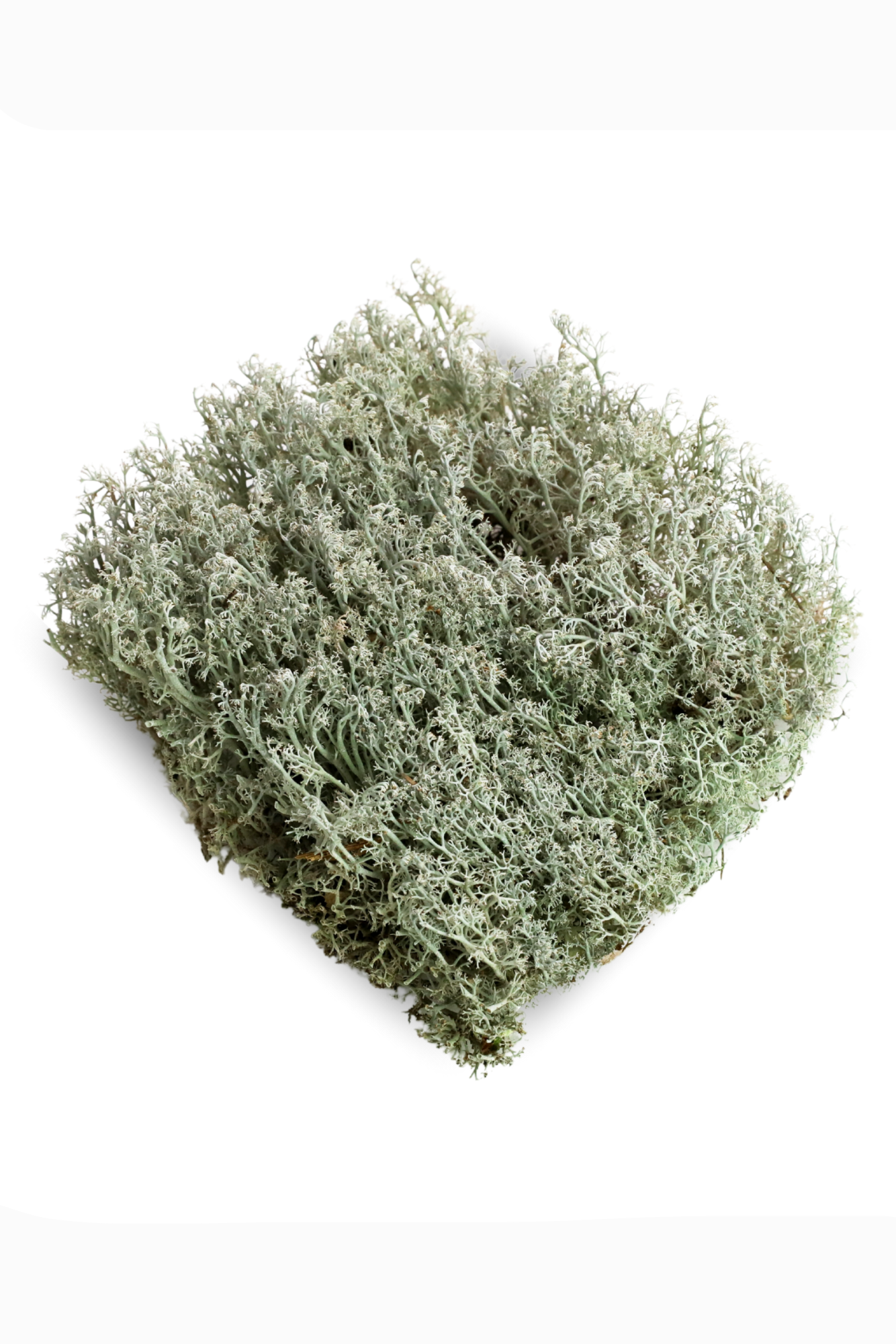 Photo of a piece of Lichen Moss (Cladonia rangiferina) Revita-Moss on a white background ©Sprout Home