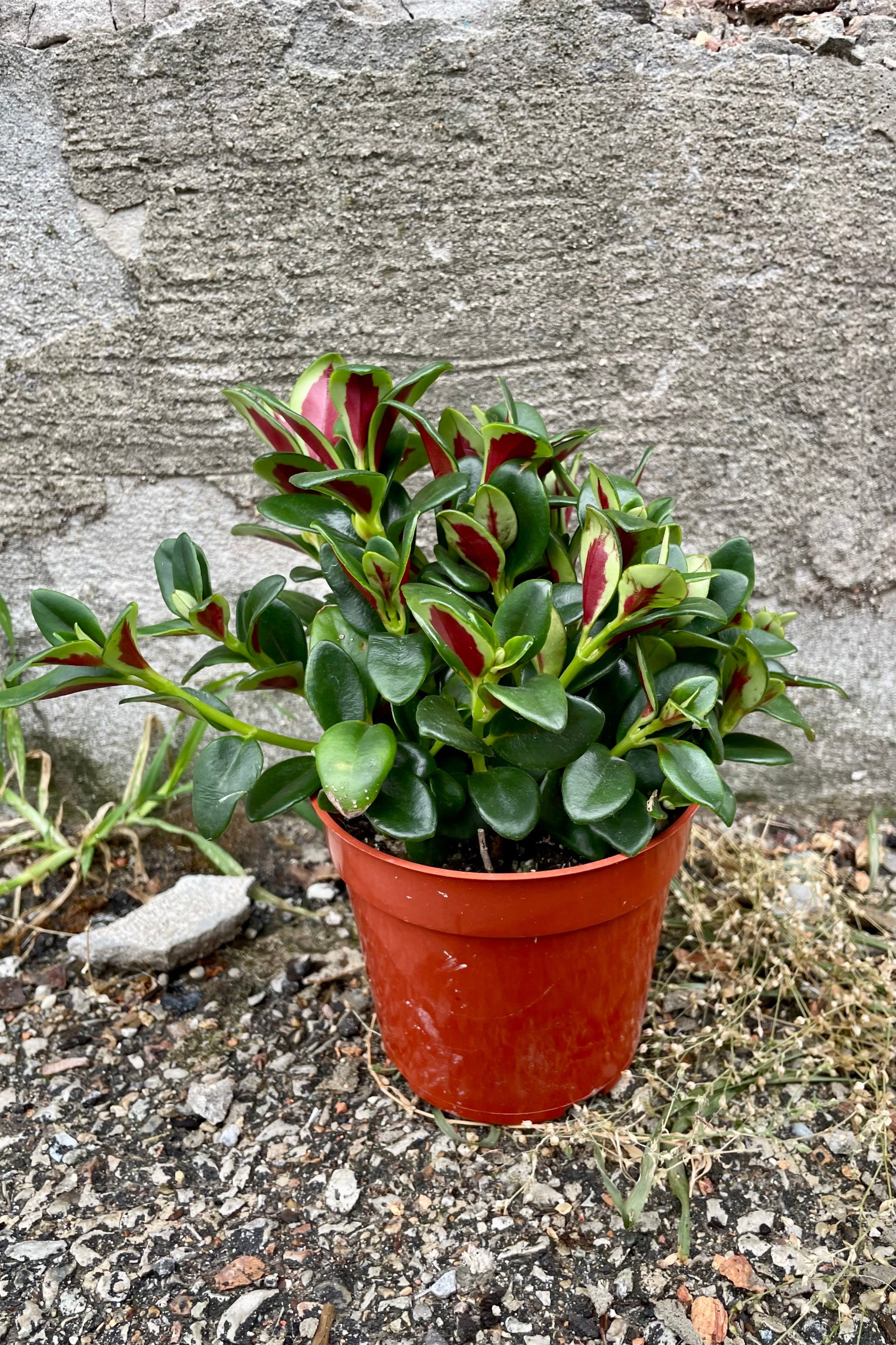 Nematanthus 'Shady Ladies Marlene' in a 4" growers pot showing off its dark green glossy leaves with red back sides. 