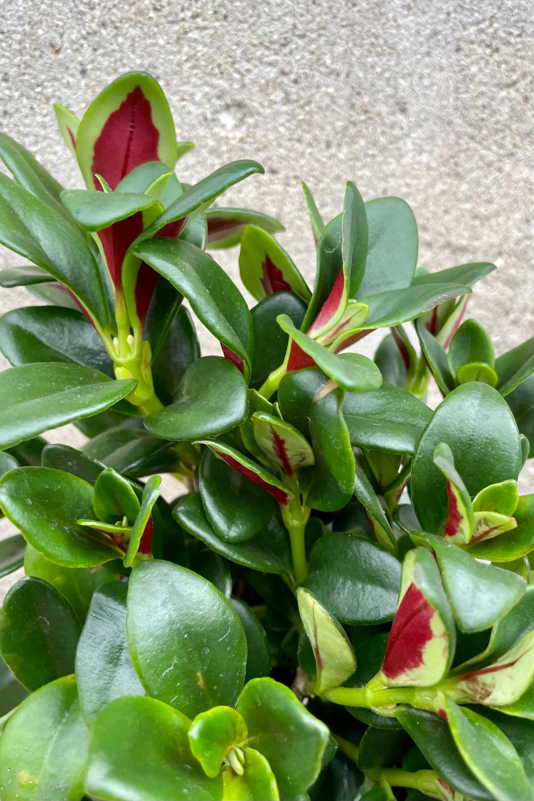 Detail close up the leaves of the 'Shady Lady Marlene' Nematanthus with its red backside. 
