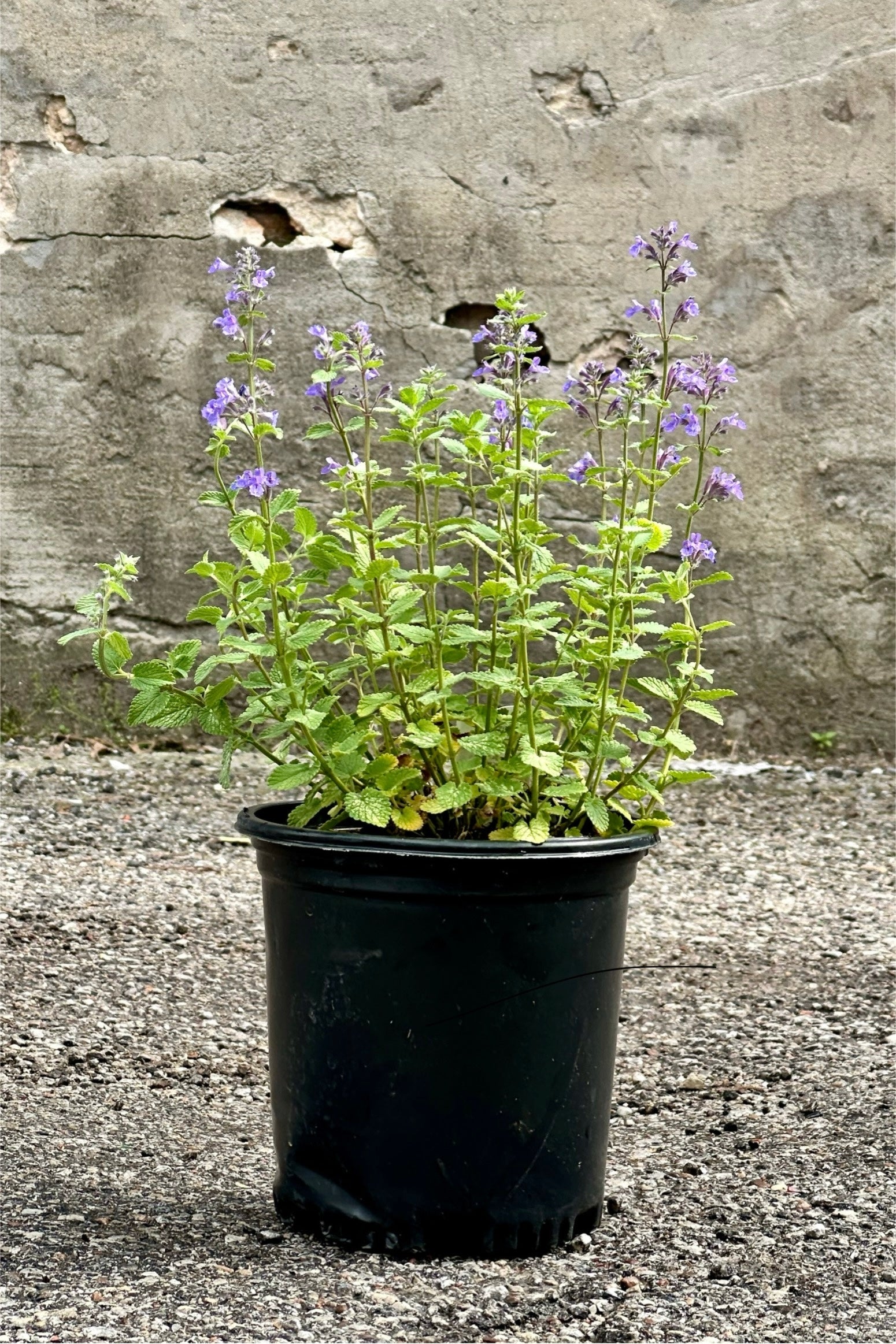 Nepeta 'Blue Wonder' in a #1 growers pot mid May in bloom against a concrete wall.  ©Sprout Home