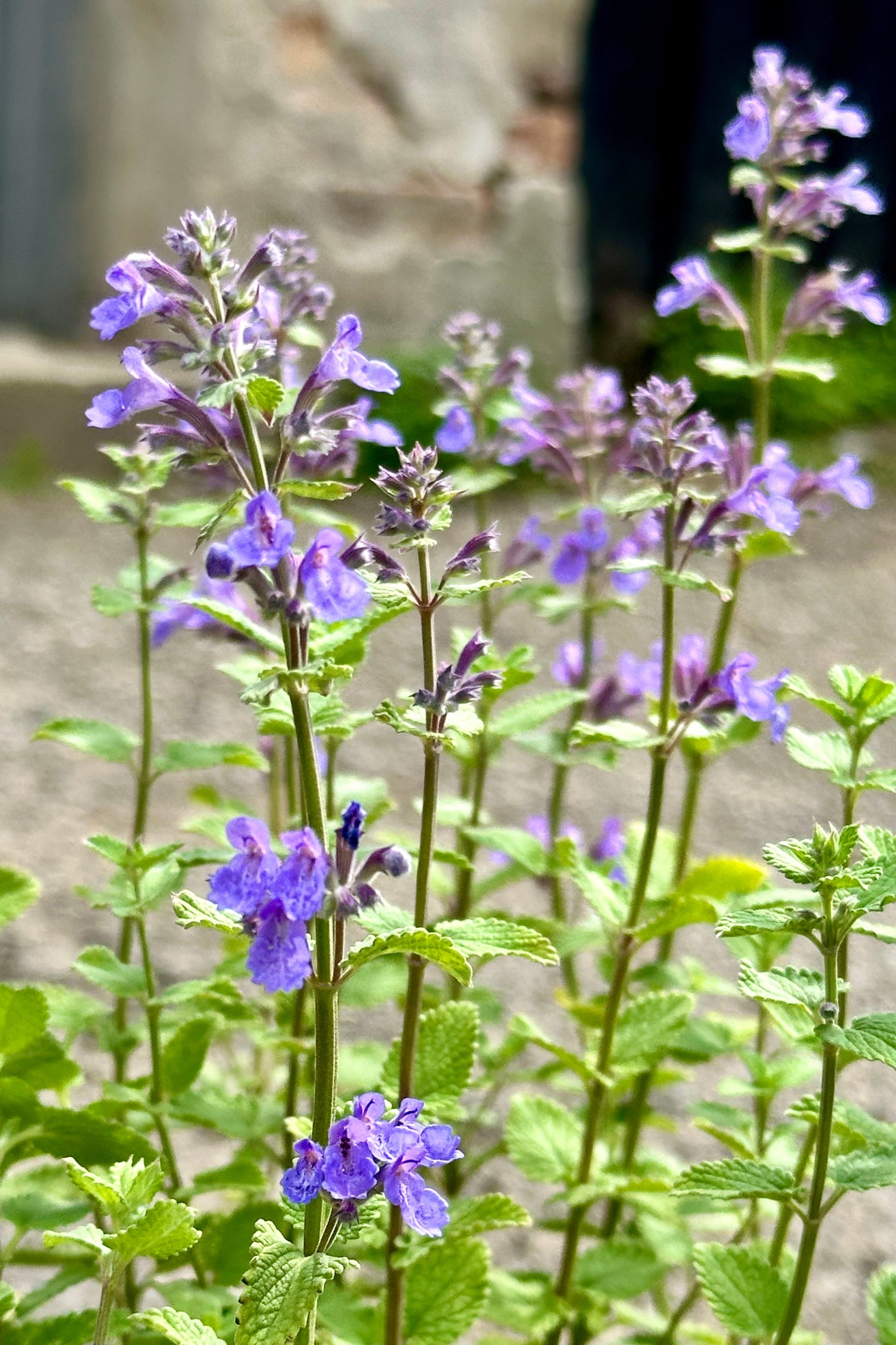 The purple blue flowers of the Nepeta 'Blue Wonder' up close mid May at Sprout-home ©Sprout Home