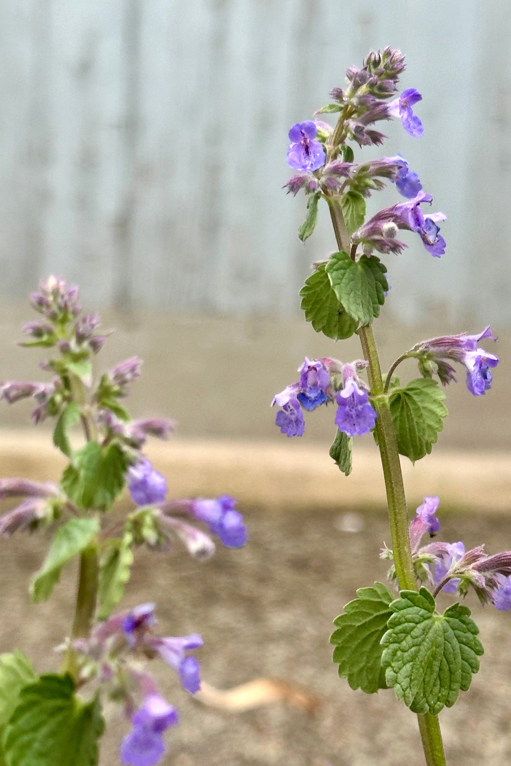 The sweet purple blooms on sale stems the beginning of May of the Nepeta 'Blue Wonder' perennial at Sprout-home. ©Sprout Home