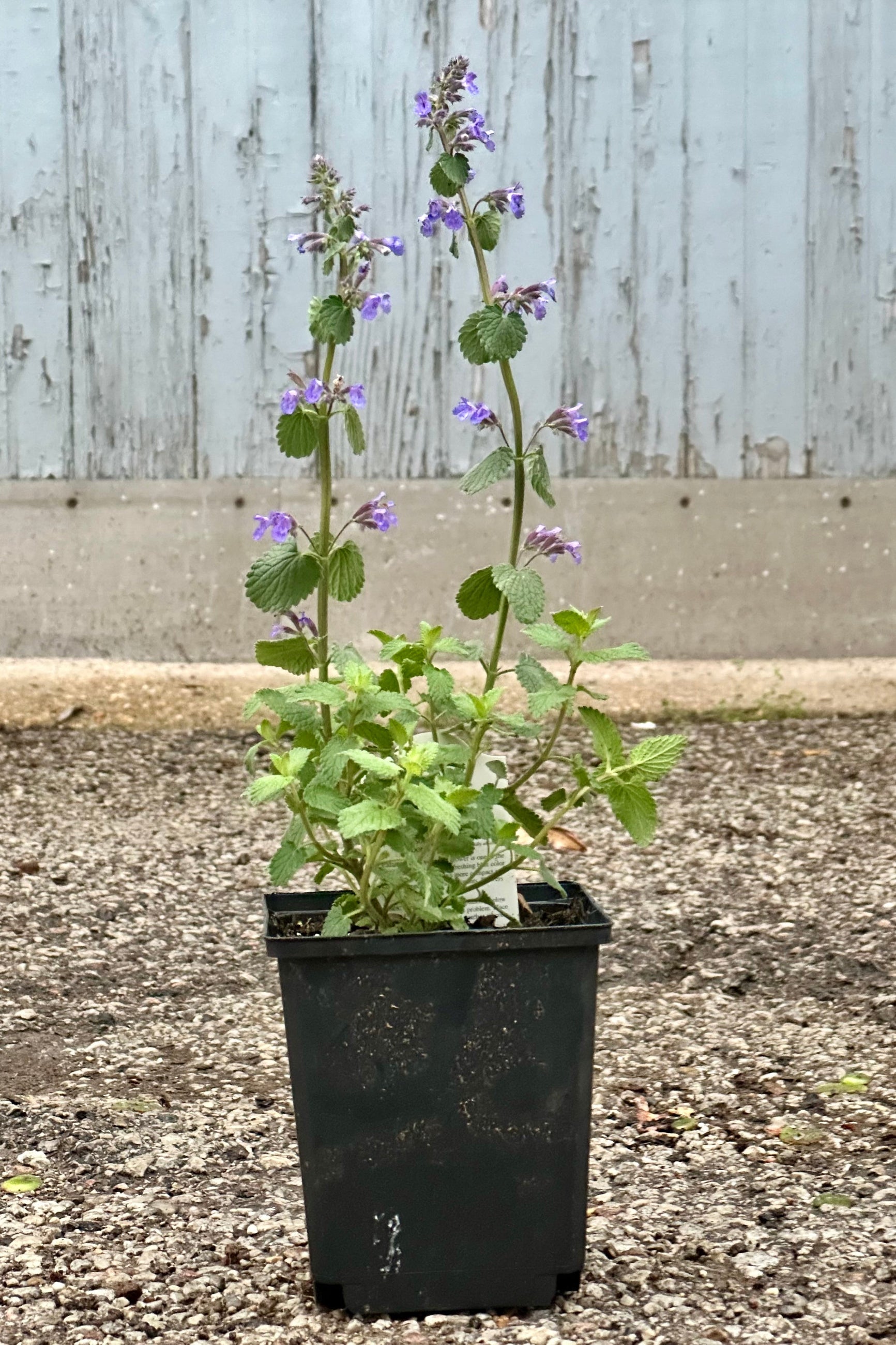 Nepeta 'Blue Wonder' in bloom growing in a 1qt growers pot the beginning of May ©Sprout Home