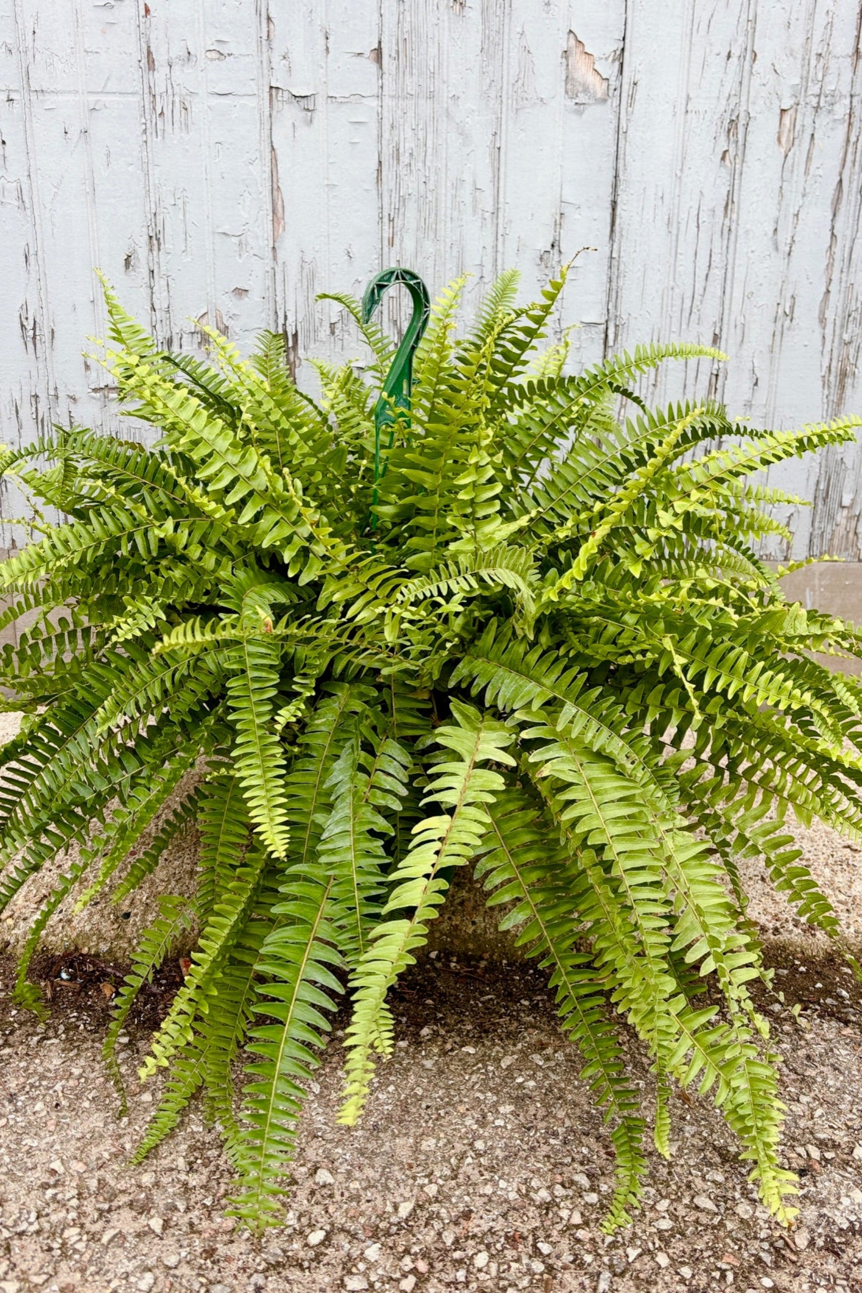 Front view of Nephrolepis Boston fern in a hanging basket displayed in front of a grey wall ©Sprout Home