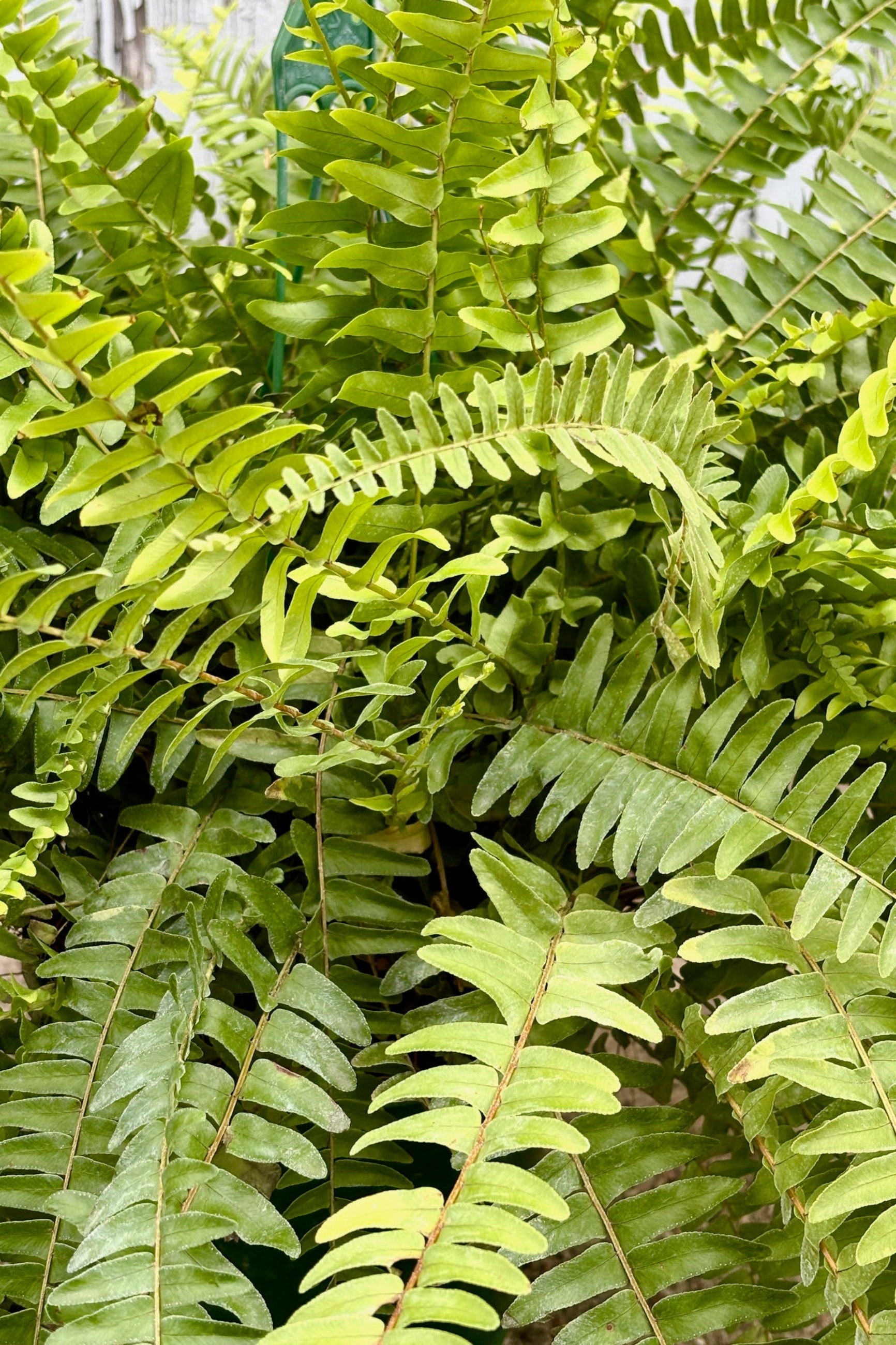 Close up of Nephrolepis Boston Fern leaf fronds ©Sprout Home