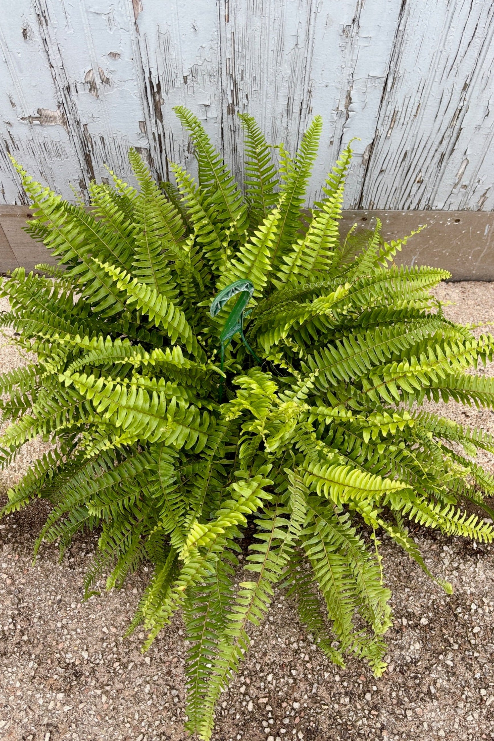 Top view of Nephrolepis Boston Fern on a cement floor against a grey wall ©Sprout Home