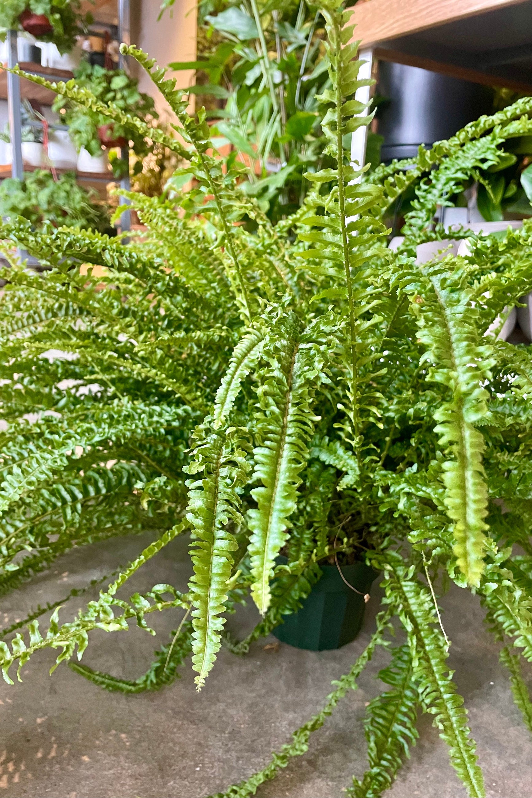 Photo of a Nephrolepis 'Ariane' Boston Fern in a garden shop.