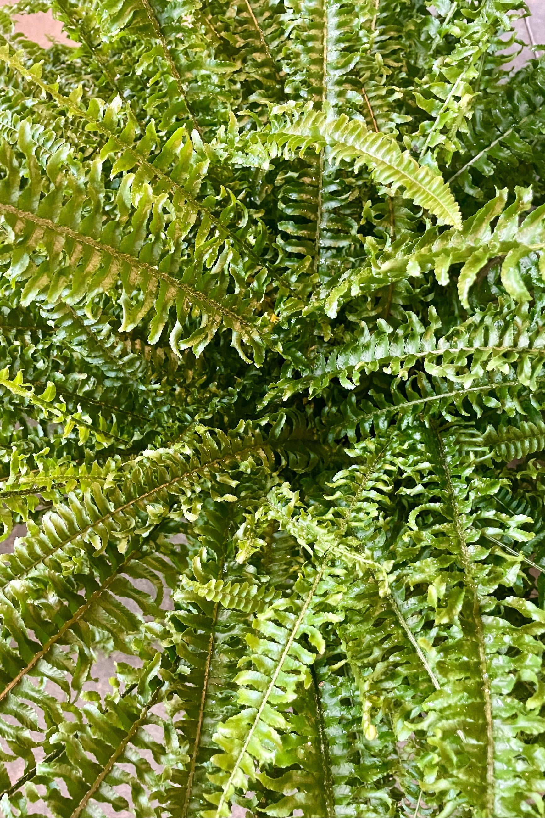 Photo looking down on dense fine foliage of Nephrolepis 'Ariane' boston fern.