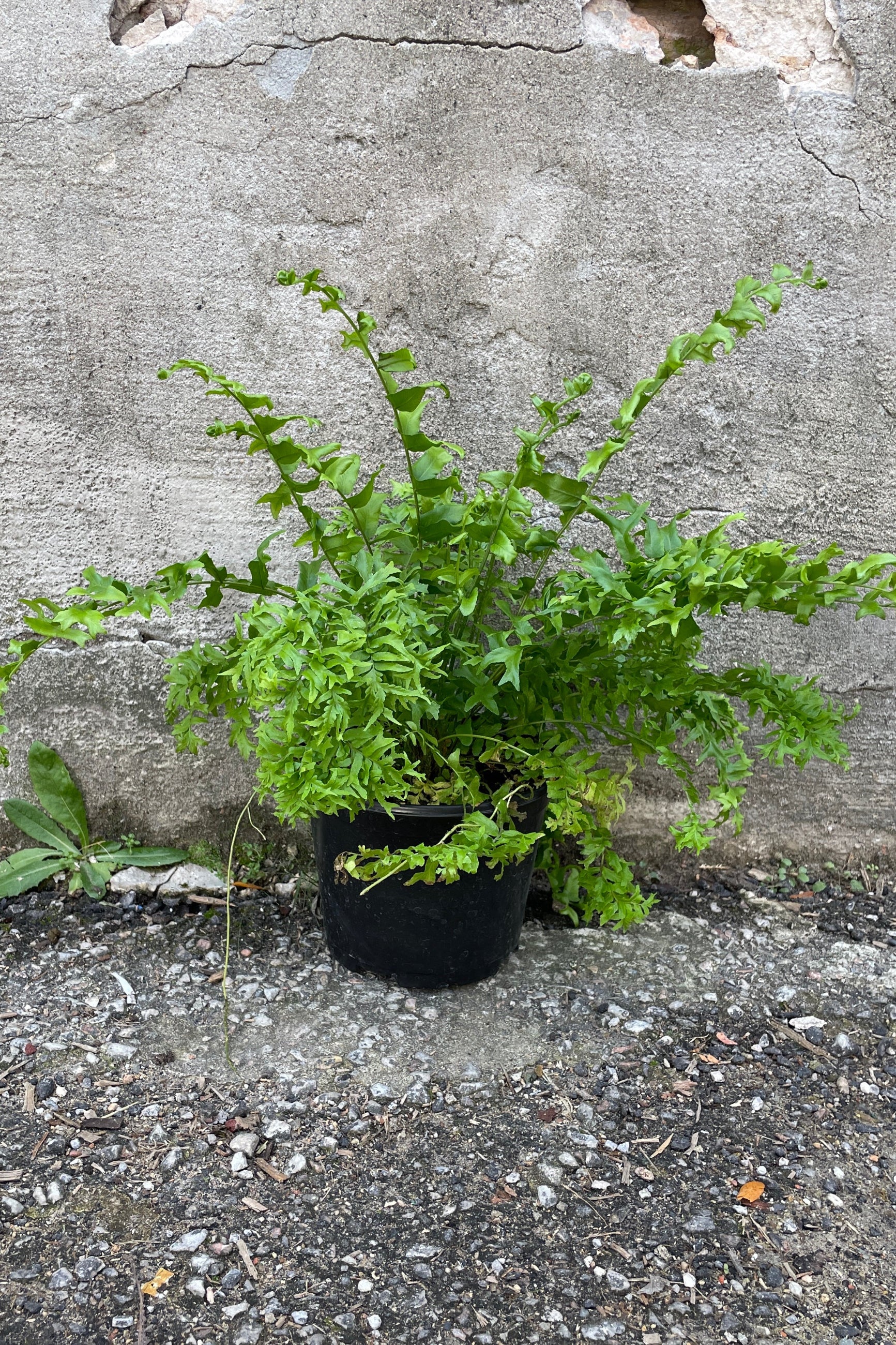 Nephrolepsis exaltata 'Fishtail' in a 6" growers pot against a concrete wall. 