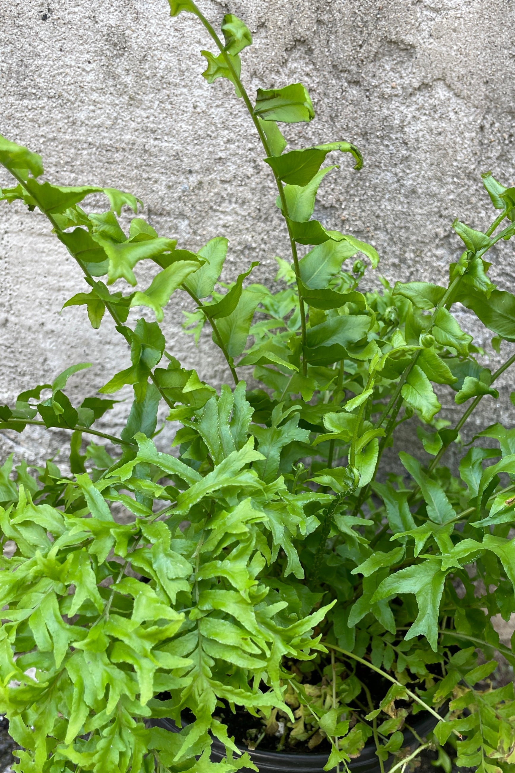 Detail image of the highly textured green leaves of the Nephrolepsis 'Fishtail' fern. 