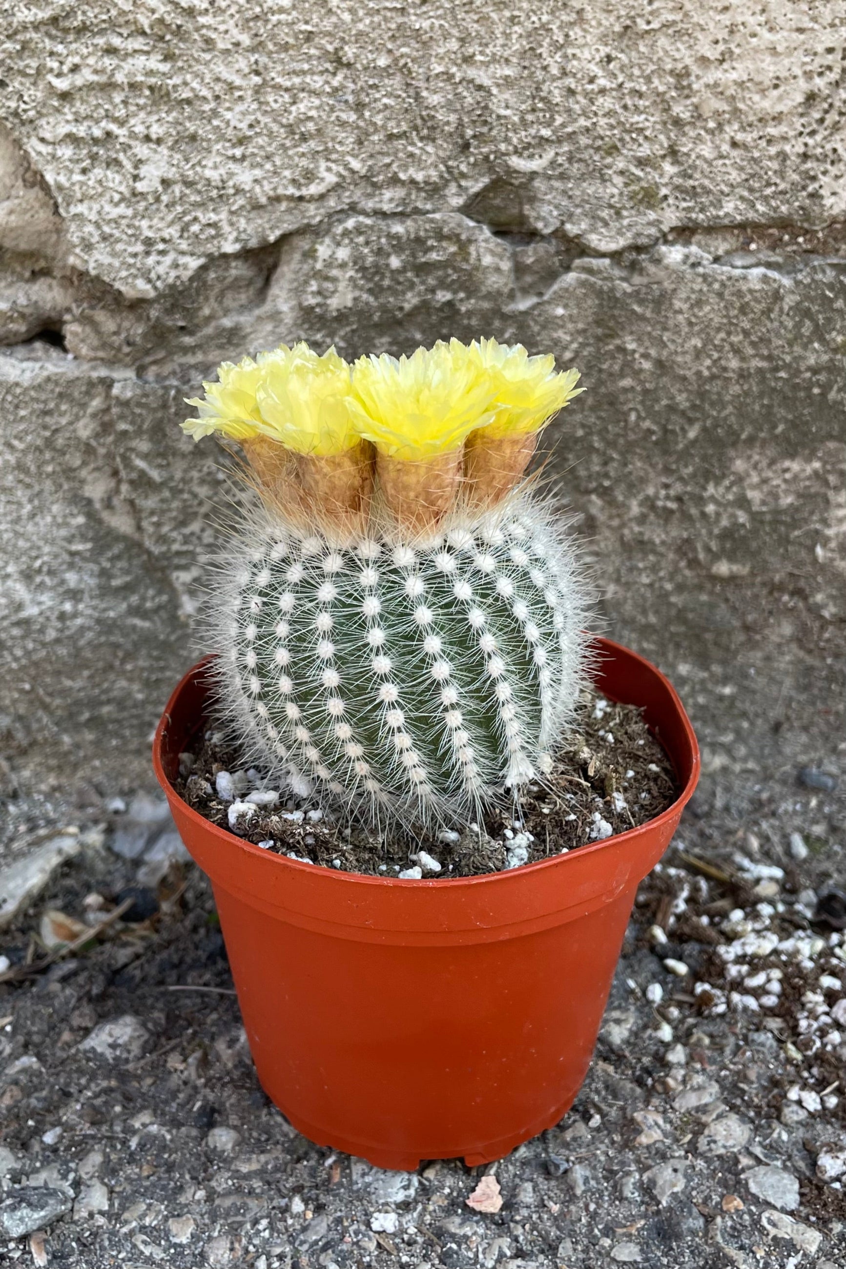A full view of Notocactus scopa 4" in grow pot against concrete backdrop