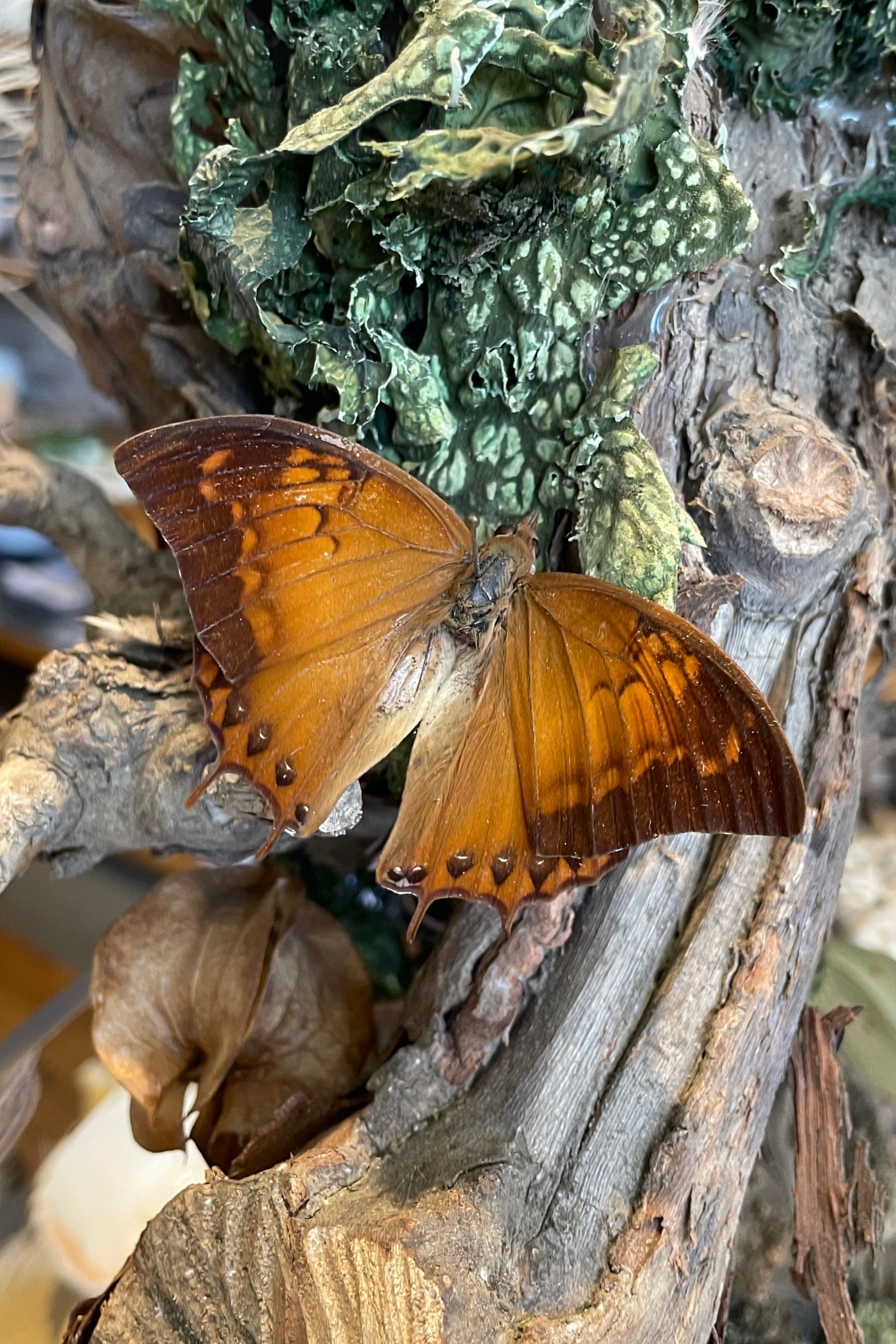 Charaxes emycus georgius butterfly posed in flight mode on a branch and lichen and Sprout-home. 