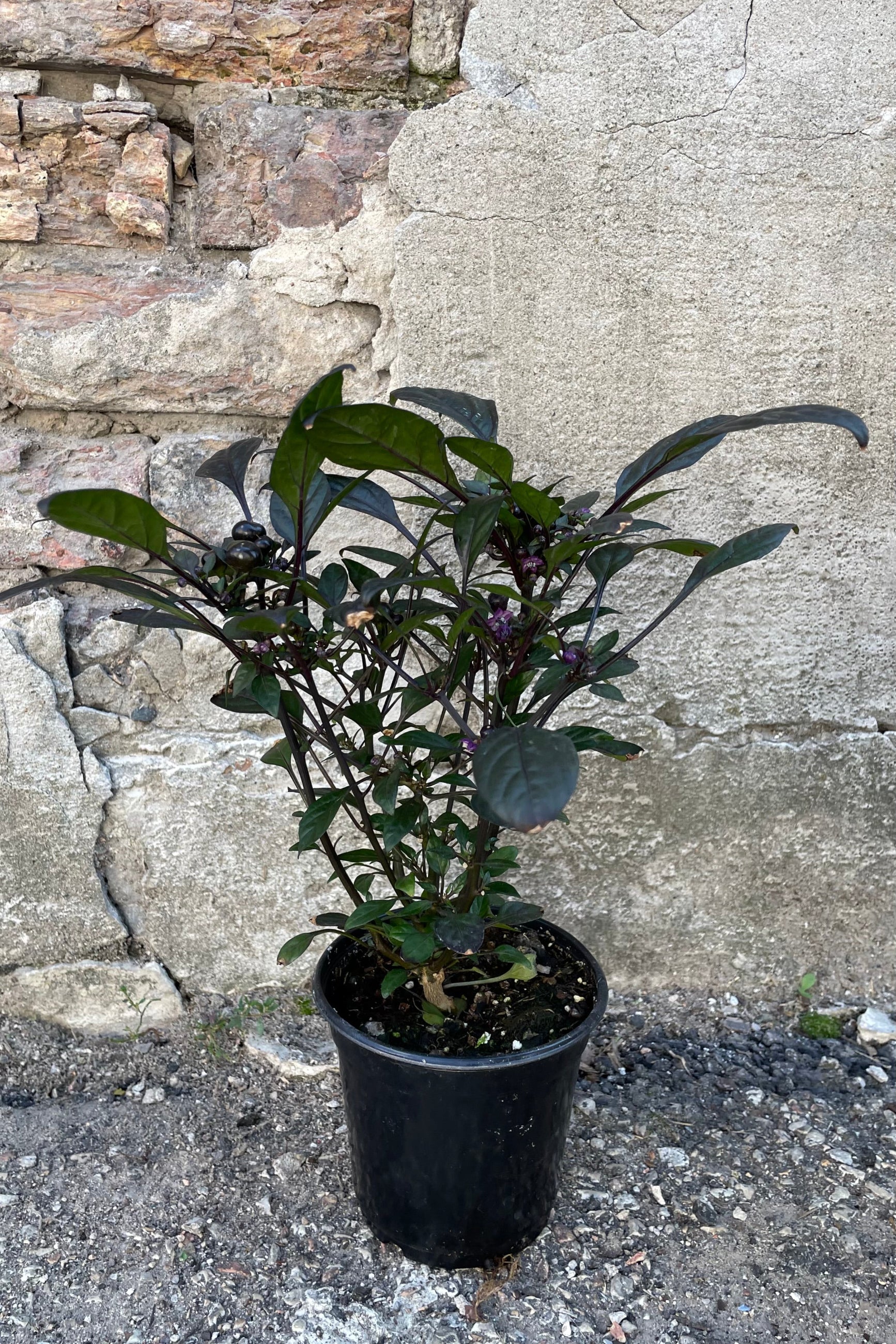 'Onyx Red' ornamental pepper in a 4.5" growers pot in mid september with dark fruit and dark leaves.  ©Sprout Home