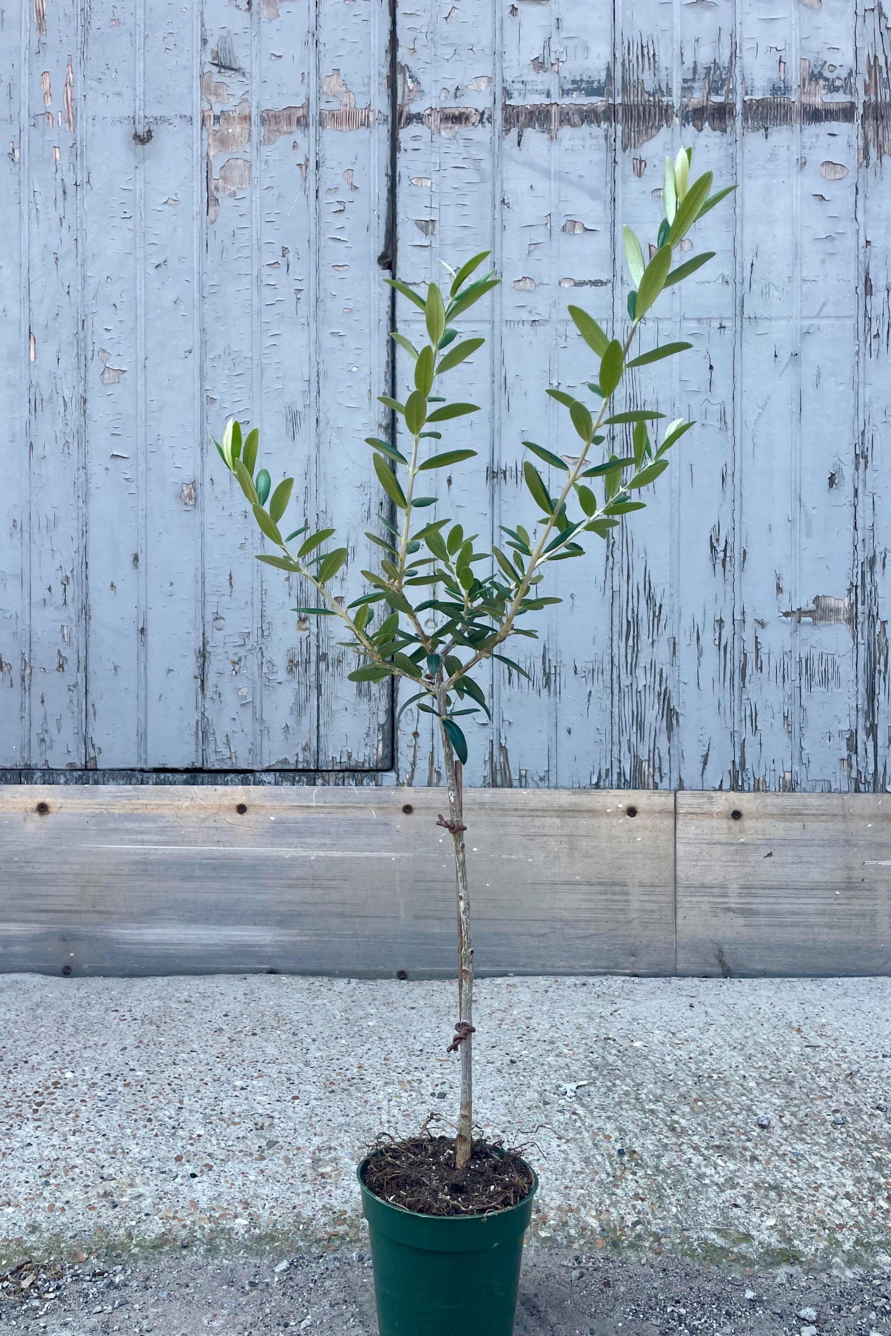 A full view of Olea europaea "Olive Tree" 4" against a gray wall. The tree is in a dark green pot sitting on a concrete surface.