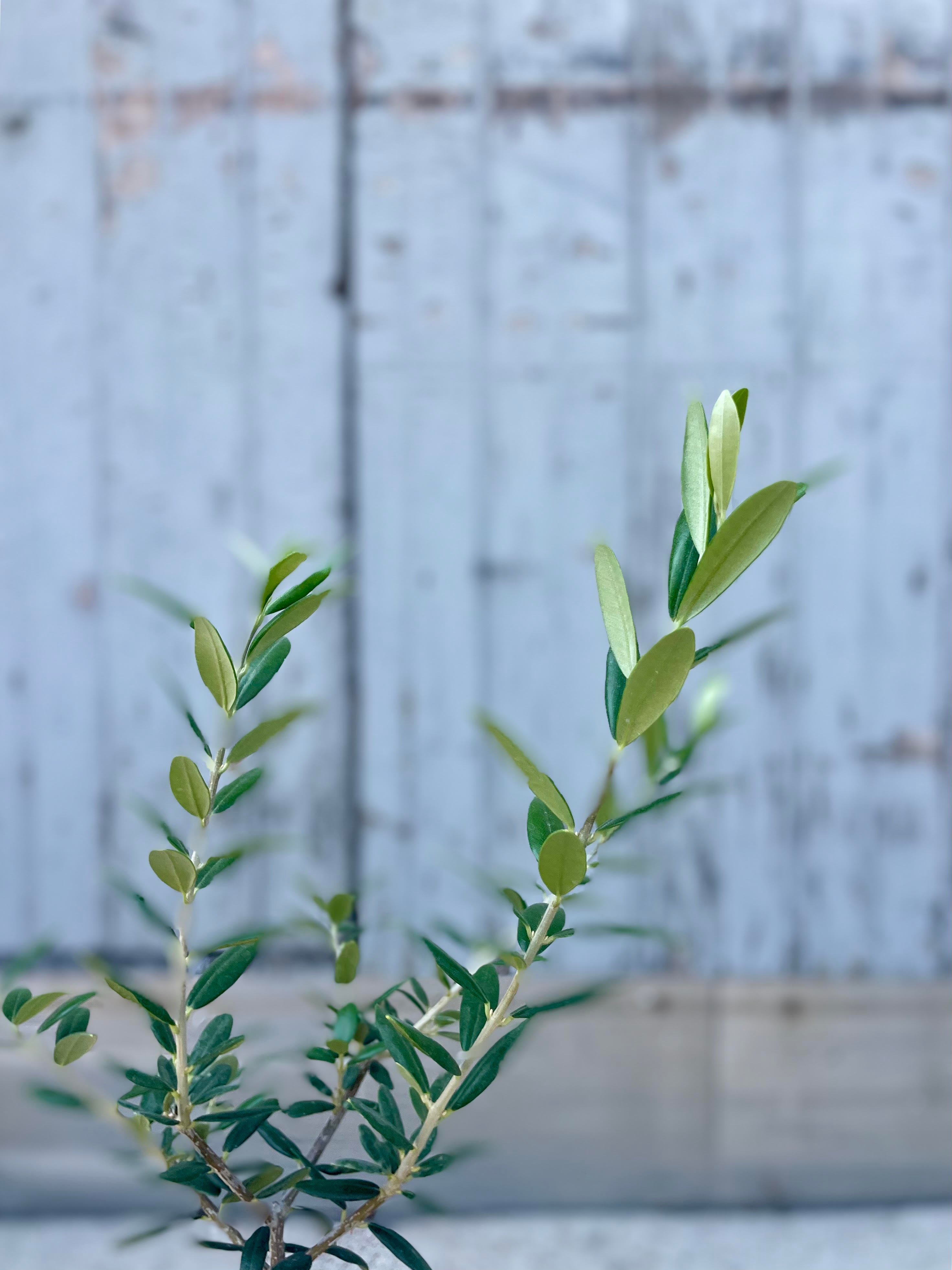 A detailed view of Olea europaea "Olive Tree" 4" against a gray wall.