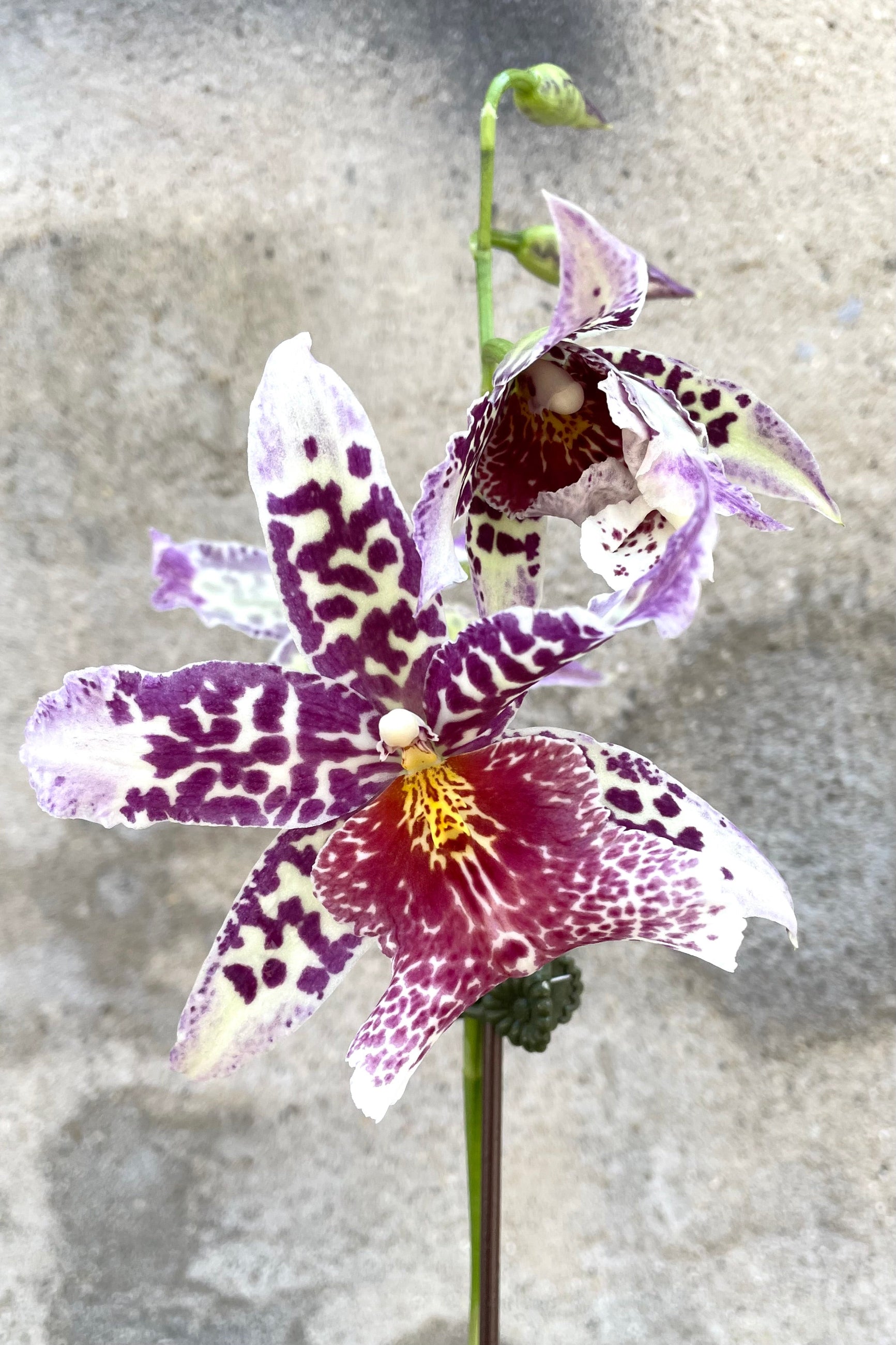 A detailed view of Oncidiinae orchid against concrete backdrop