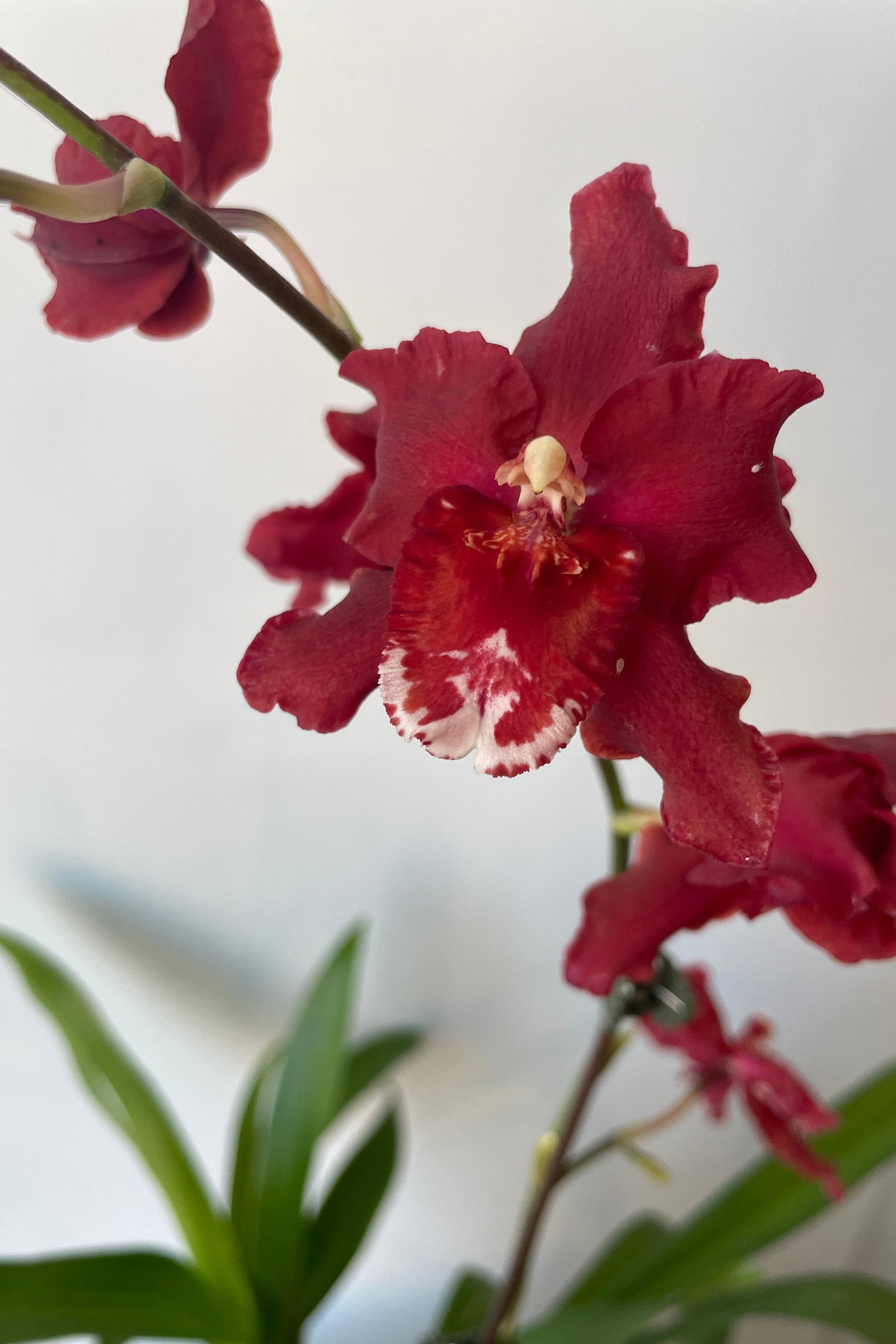 Oncidium Oncostele Red Silk 'Hof' bloom with its rich red flowers up close at Sprout-home. 