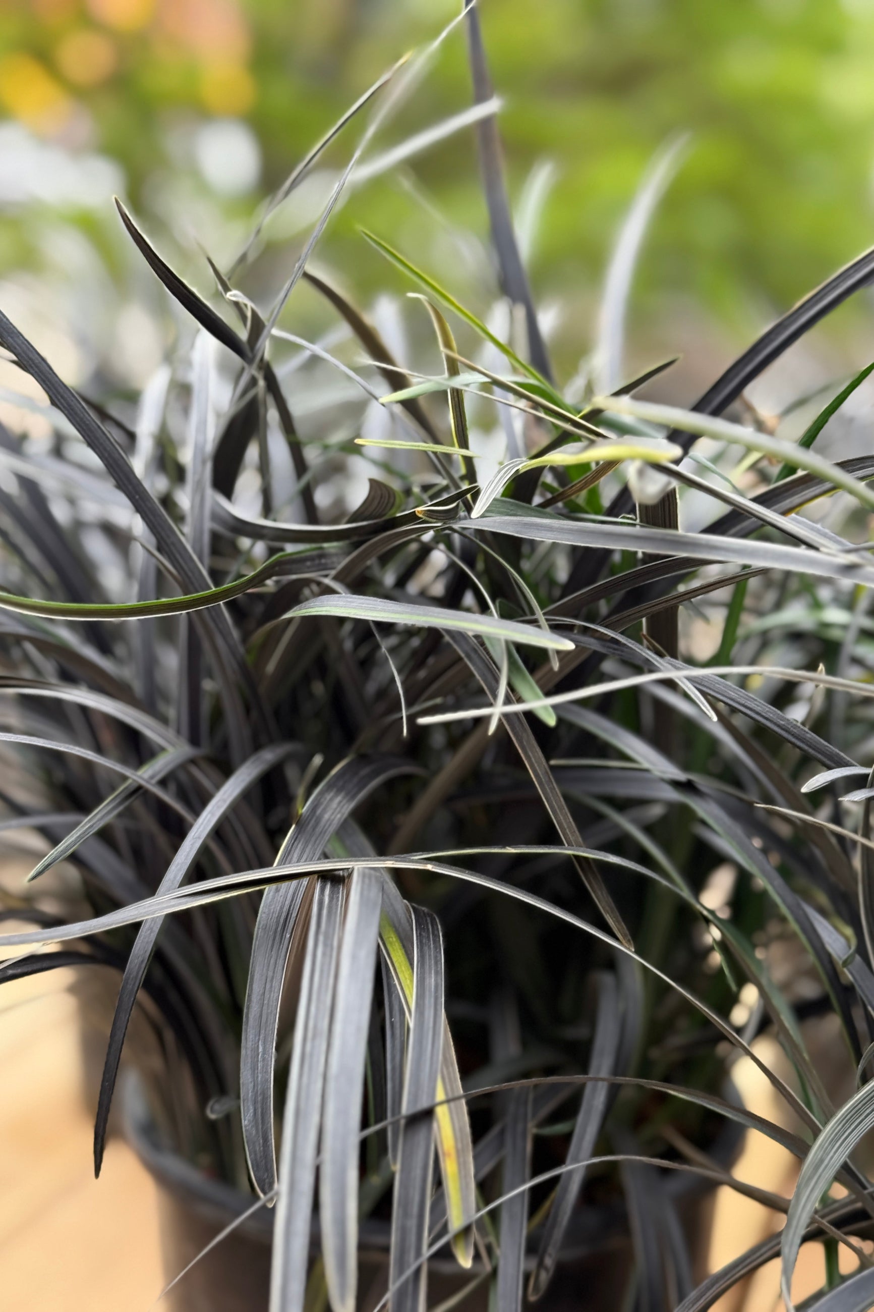 Ophiopogon 'Edge of Night' with its rich black leaves edged with white ©Sprout Home