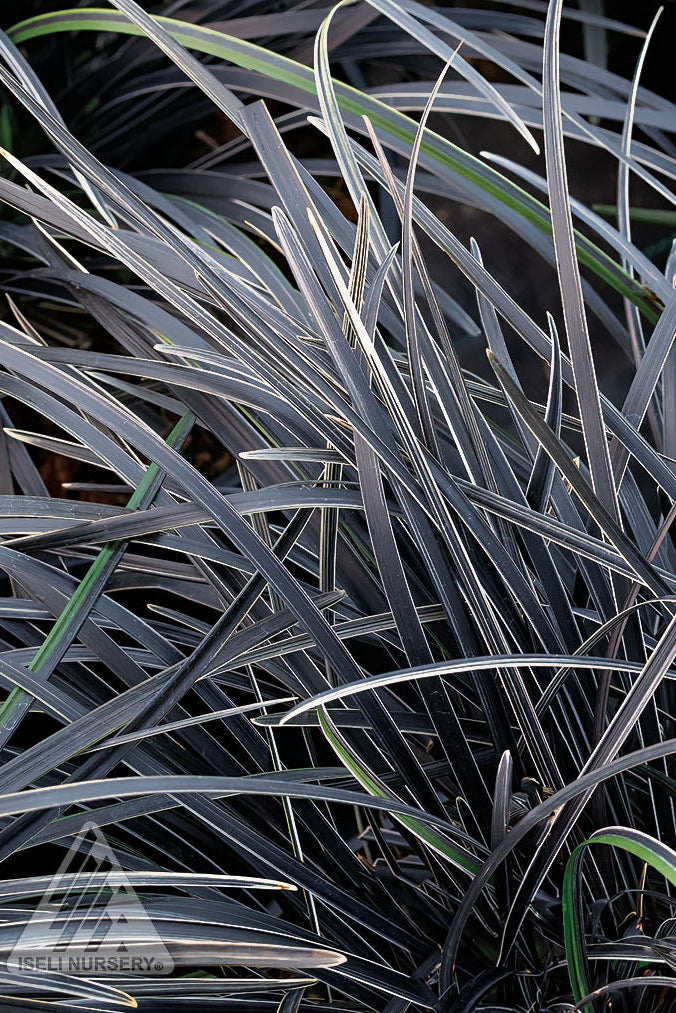 Ophiopogon 'Edge of Night' with its rich black leaves edged with white ©iseli Nursery.