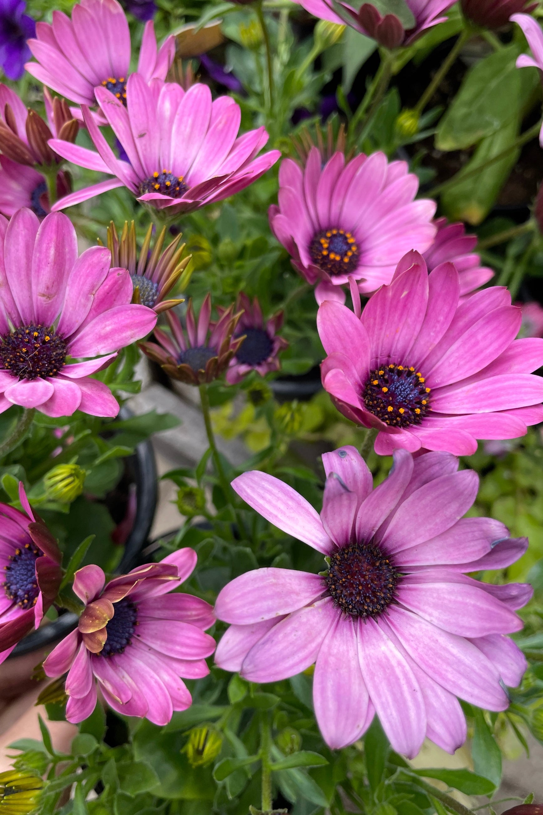 Osteospermum 'margarita Dark Pink' in full bloom with a plethora of open pink purple petals. ©Sprout Home