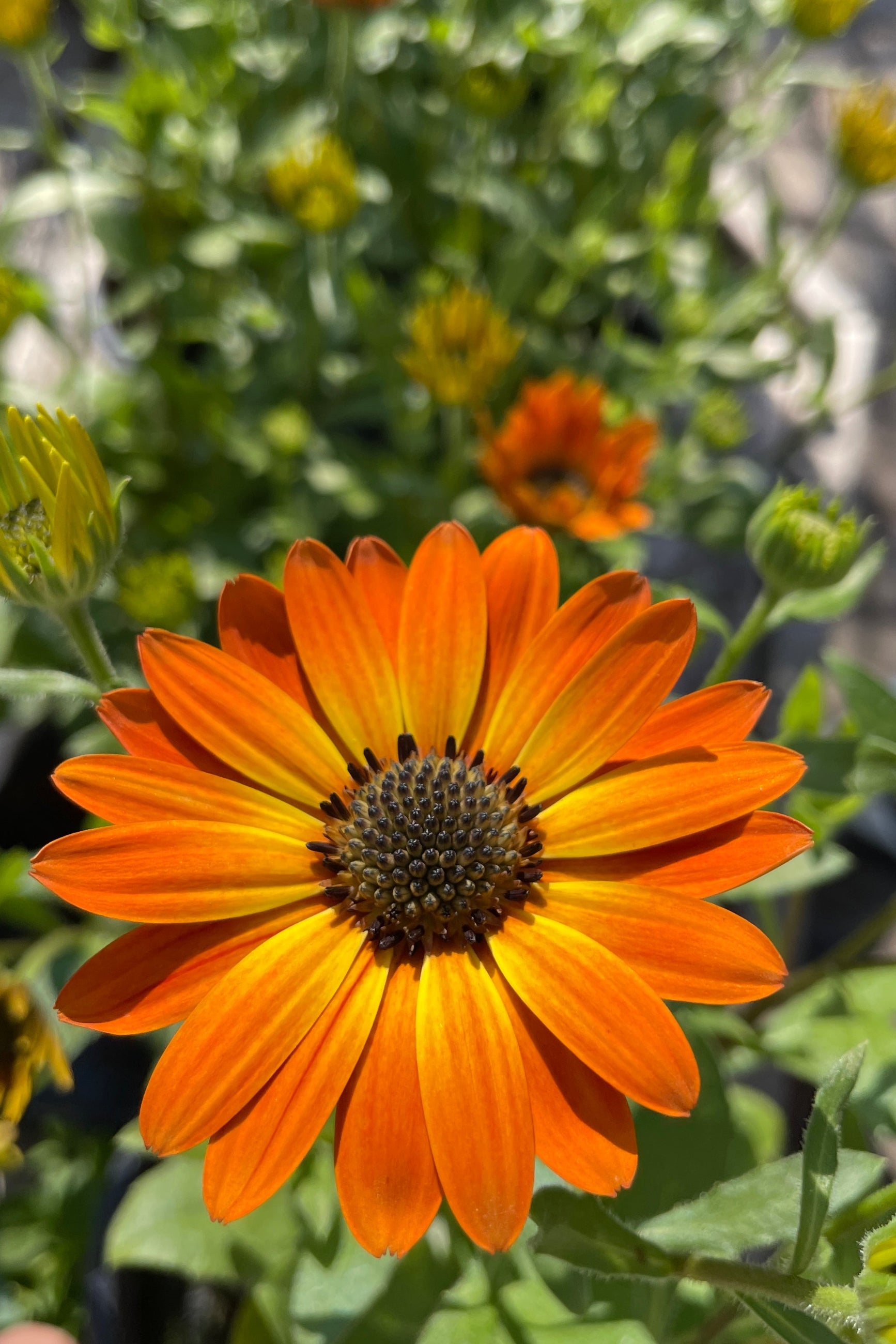 Osteospermum 'Margarita Orange Flare' annual with one perfect open orange flower.  ©Sprout Home 