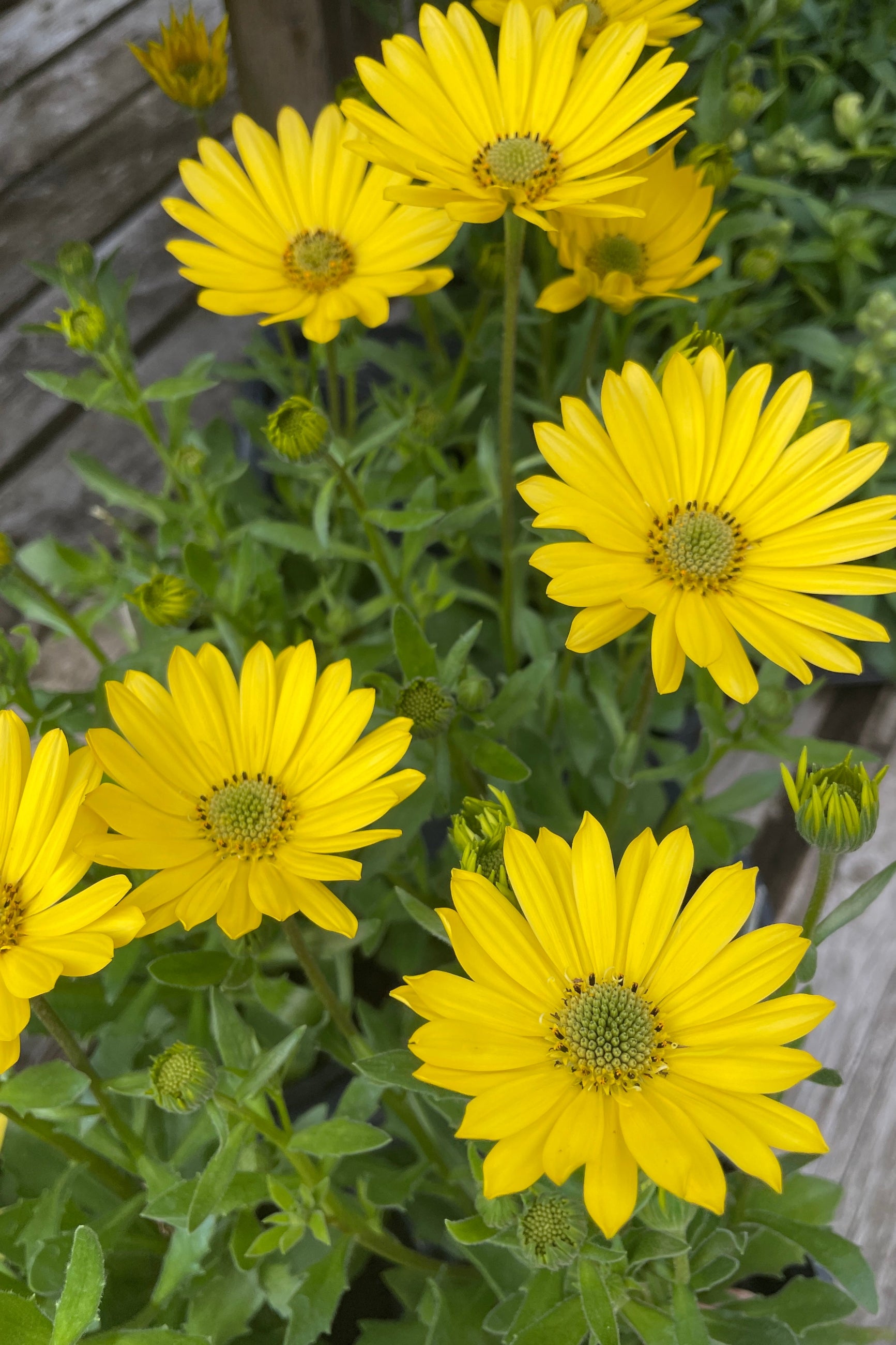 Osteospermum 'Margaria Yellow' sweet and sunny yellow open flowers.  ©Sprout Home