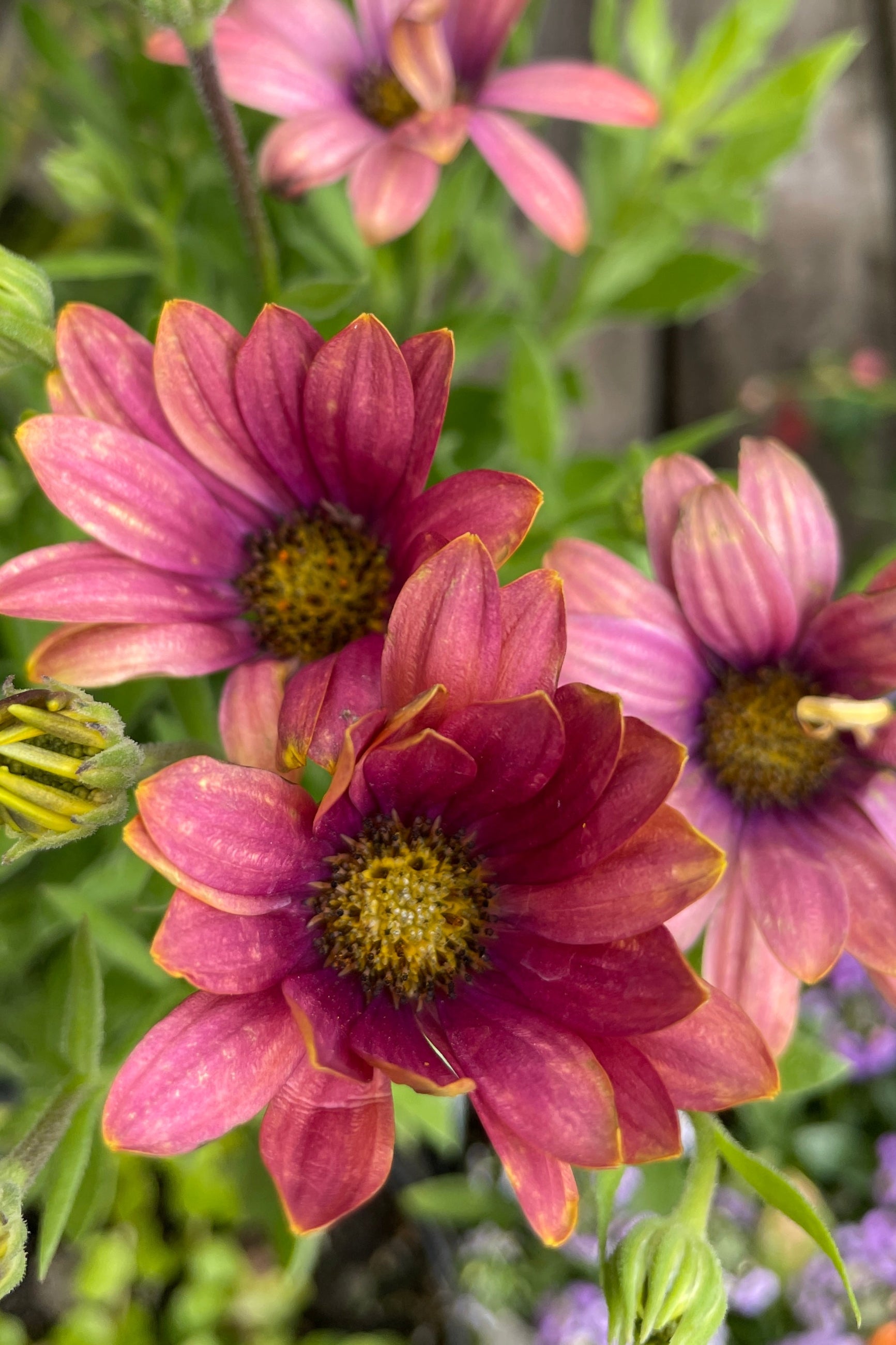 a sweet rose to purple Osteospermum at Sprout-home ©Sprout Home