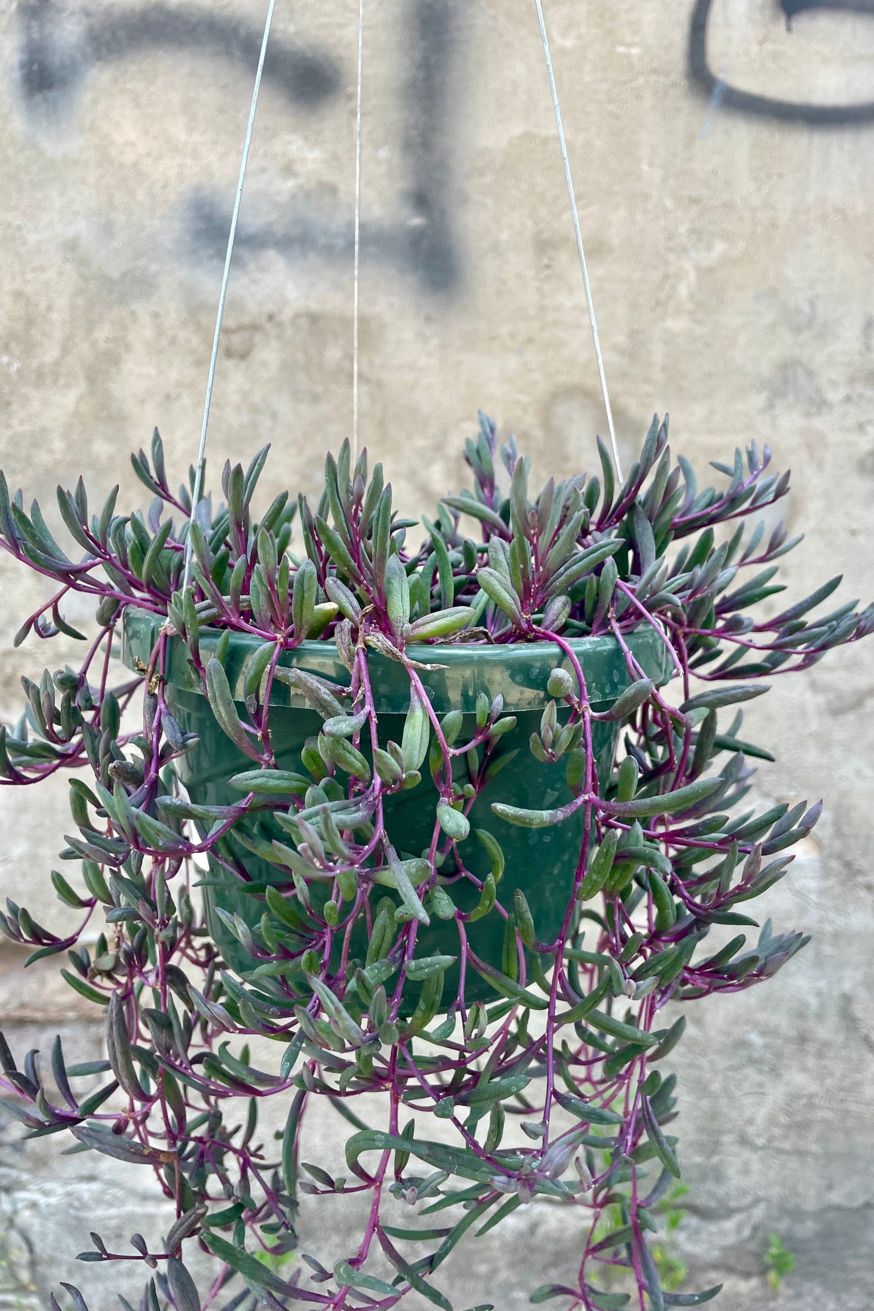 Othonna capensis plant up close hanging over the pot. 