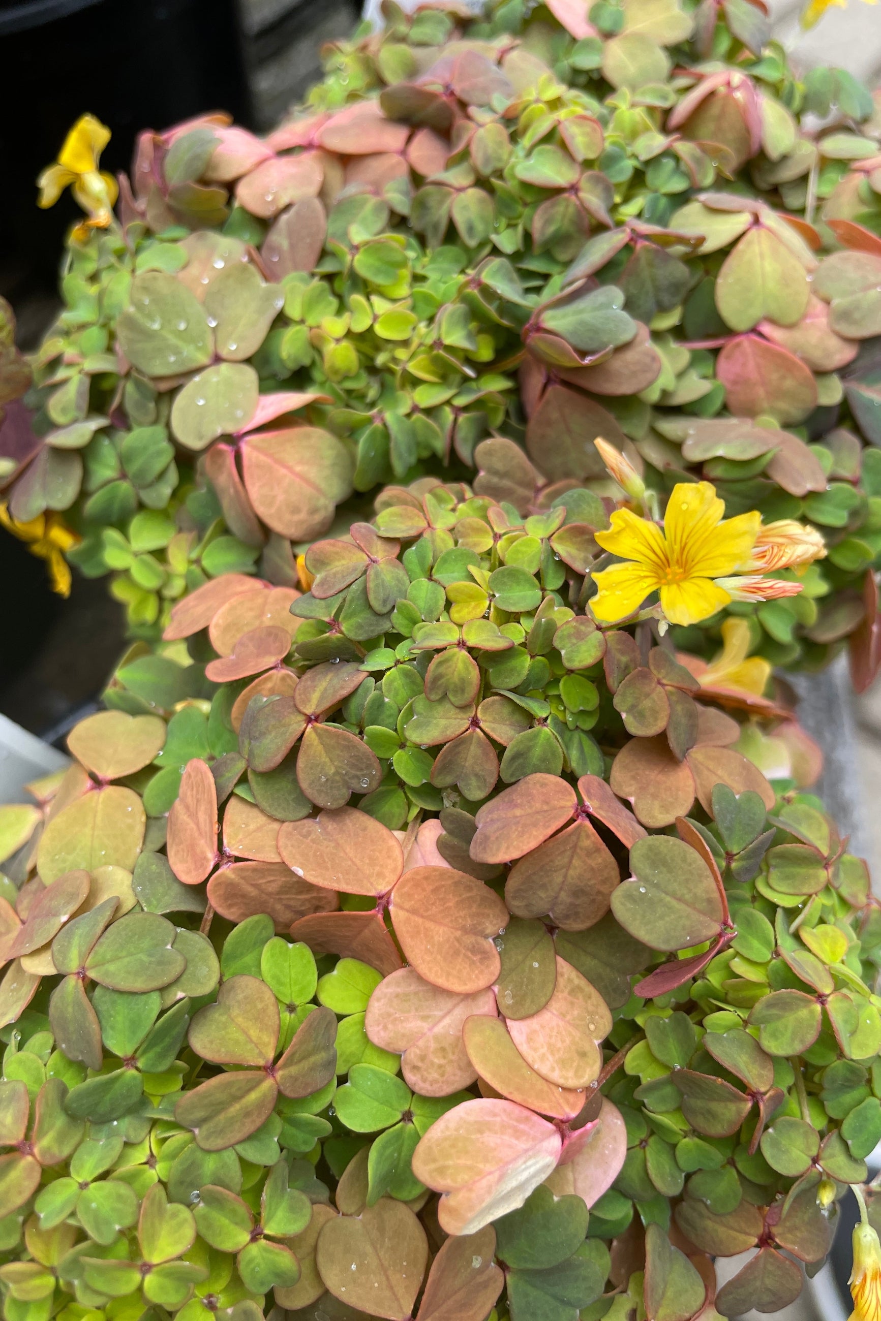 Detail of the shamrock looking leaves and yellow flowers of Oxalis 'Molten Lava' the middle of May up close.  ©Sprout Home