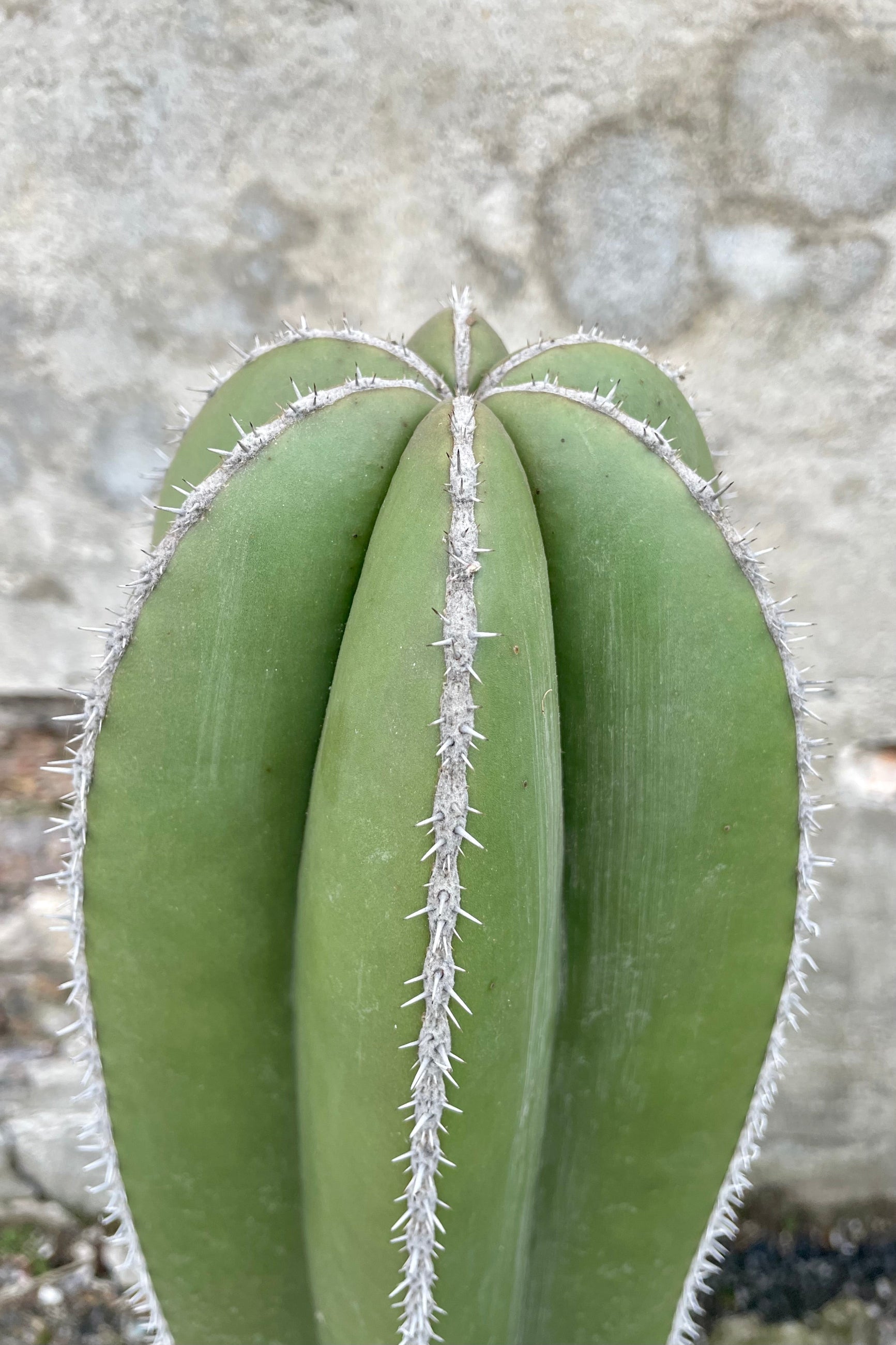 Close photo of ribbed stem and small gray spines of Pachycereus marginatus "fence post" cactus against a concrete wall.