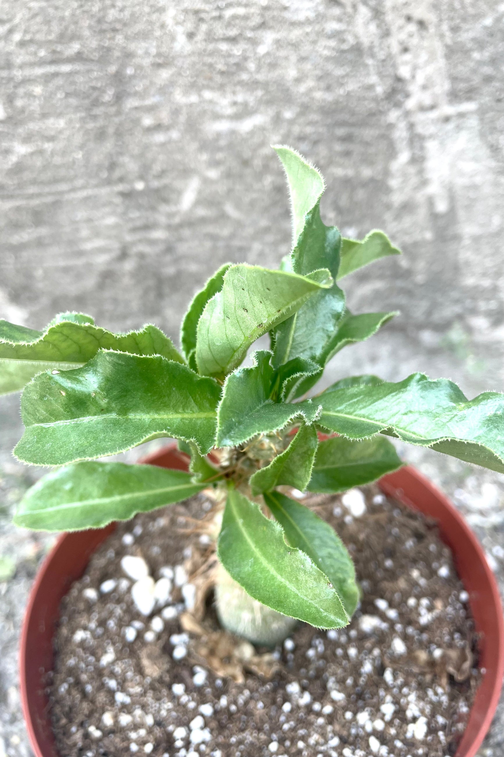 A detailed view of Pachypodium saundersii 6" against concrete backdrop