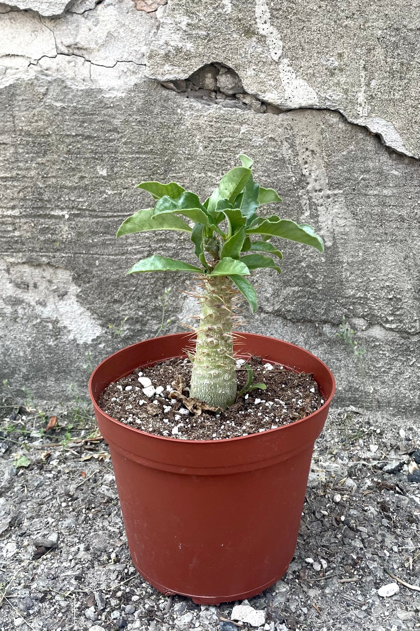 A full view of Pachypodium saundersii 6" in grow pot against concrete backdrop