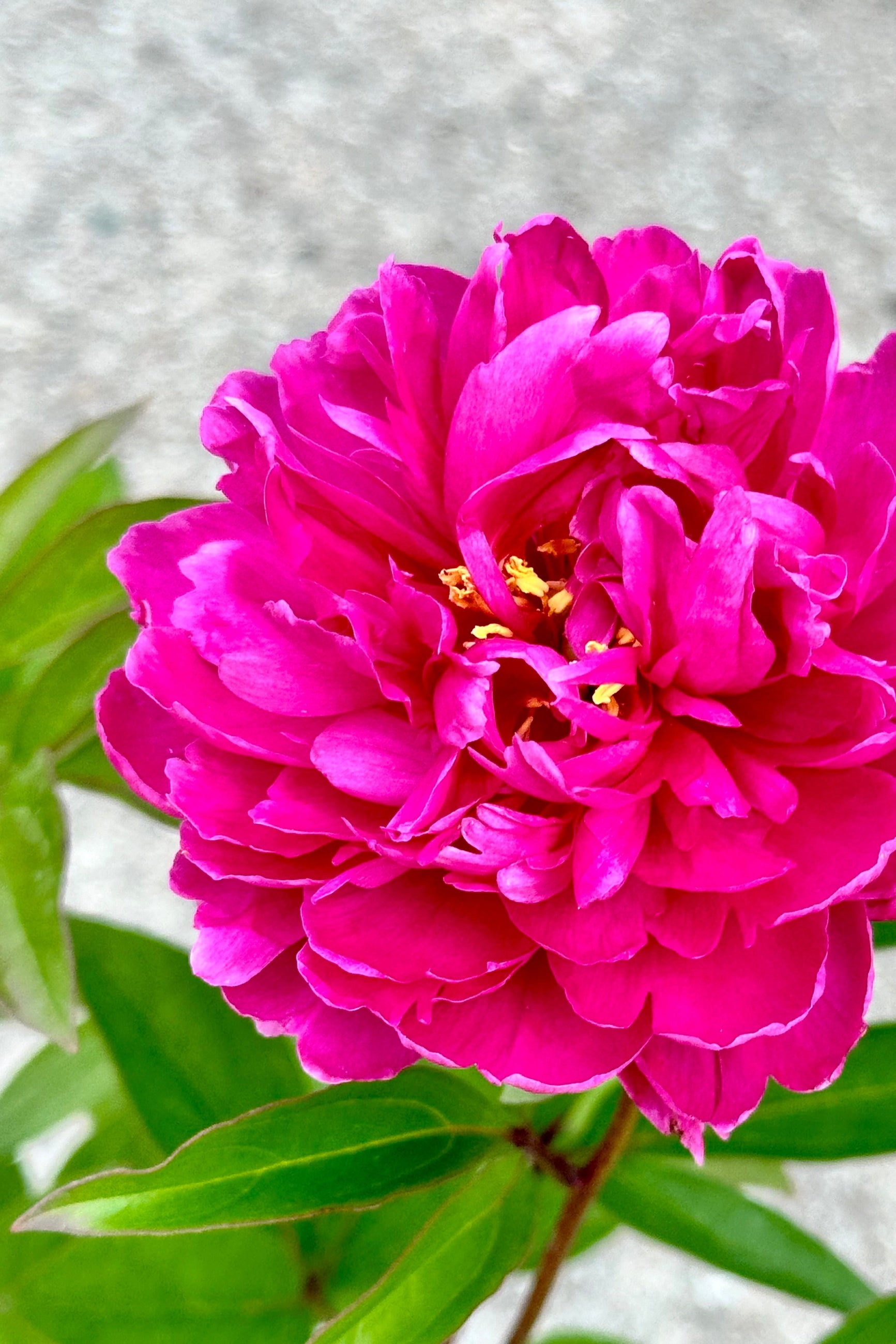Paeonia 'Bunker Hill' detail of its fluffy fuchsia flower mid may ©Sprout Home