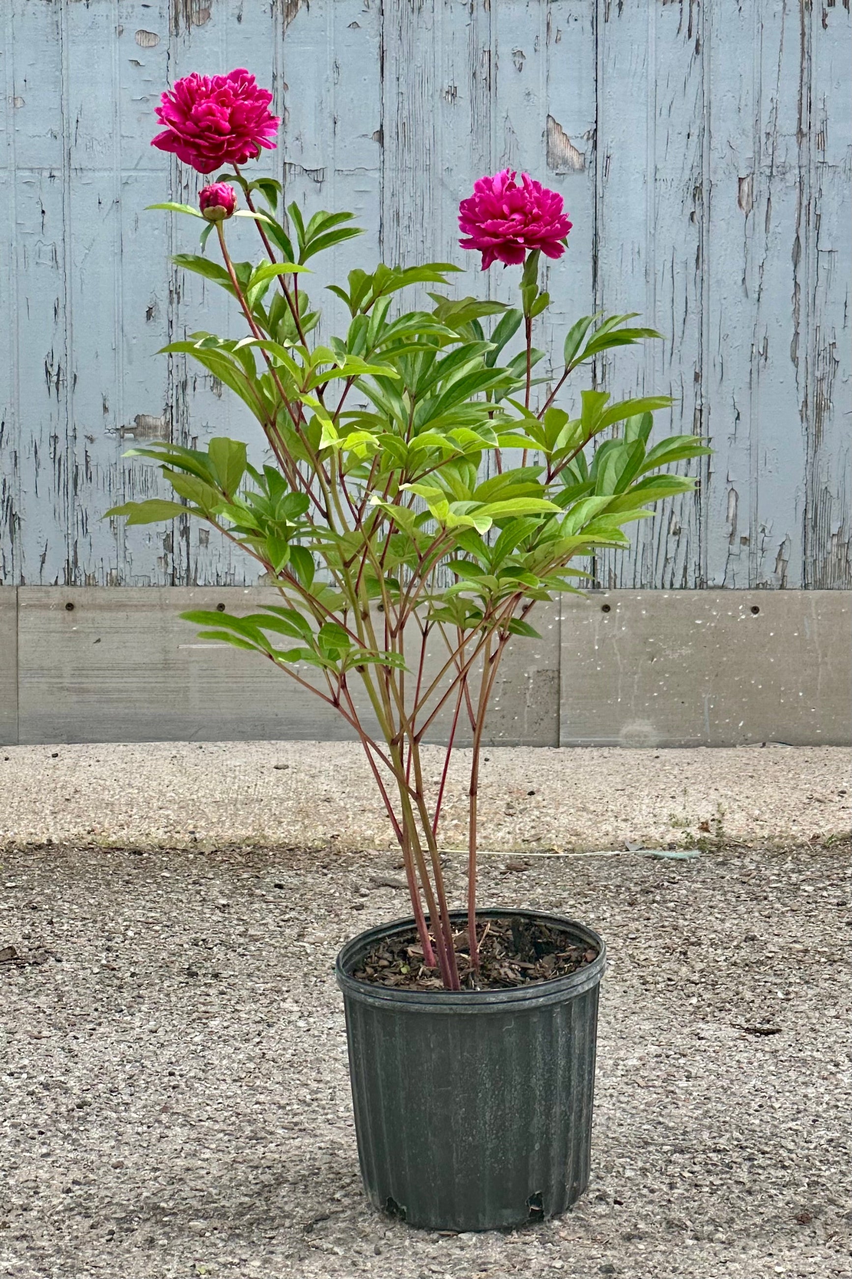 Peony 'Bunker Hill' in a #2 growers pot in bloom with its fuchsia flowers mid May. ©Sprout Home