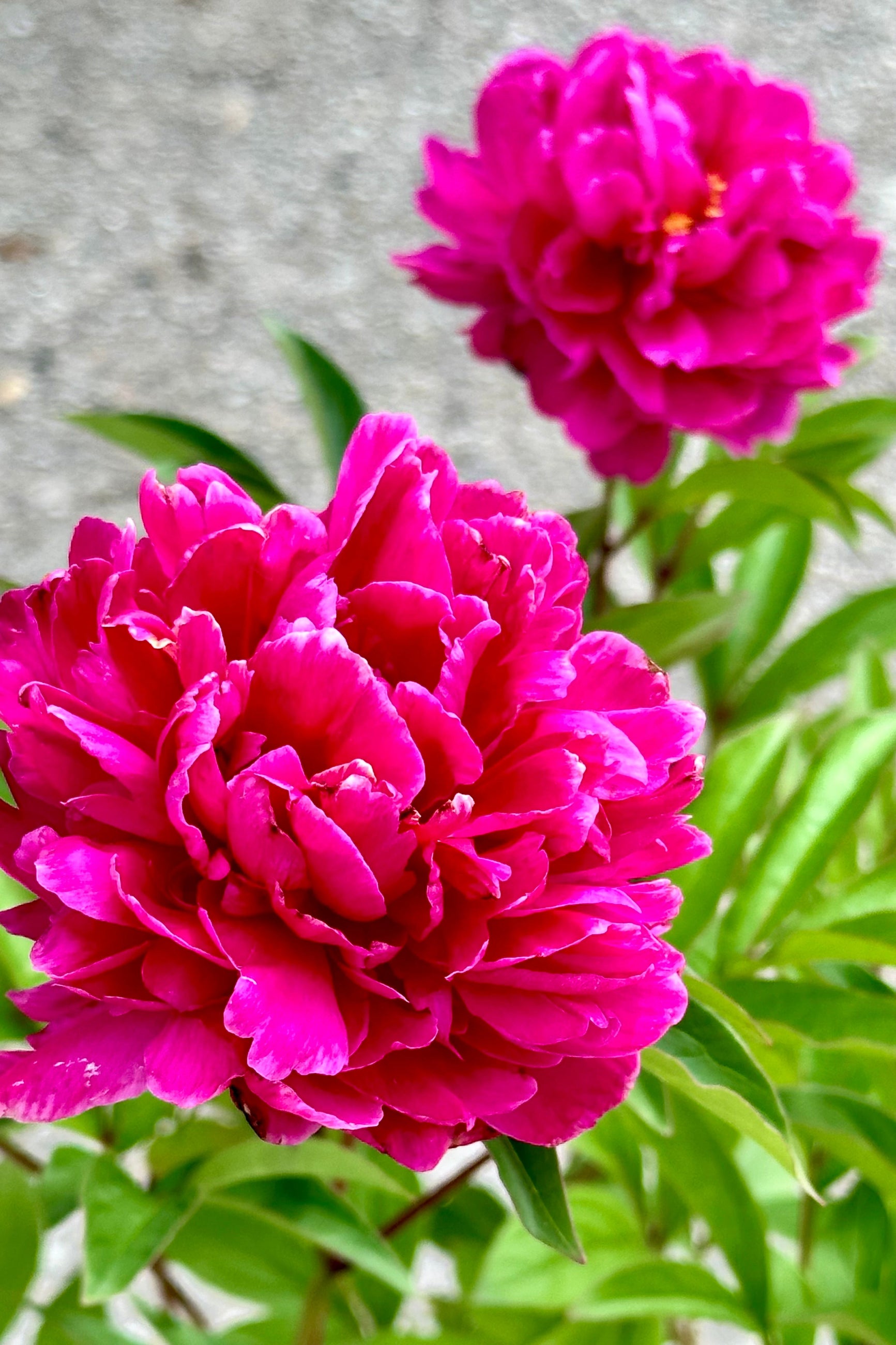 The huge open fuchsia blooms of the Paeonia 'Bunker Hill' mid may at Sprout-home.  ©Sprout Home