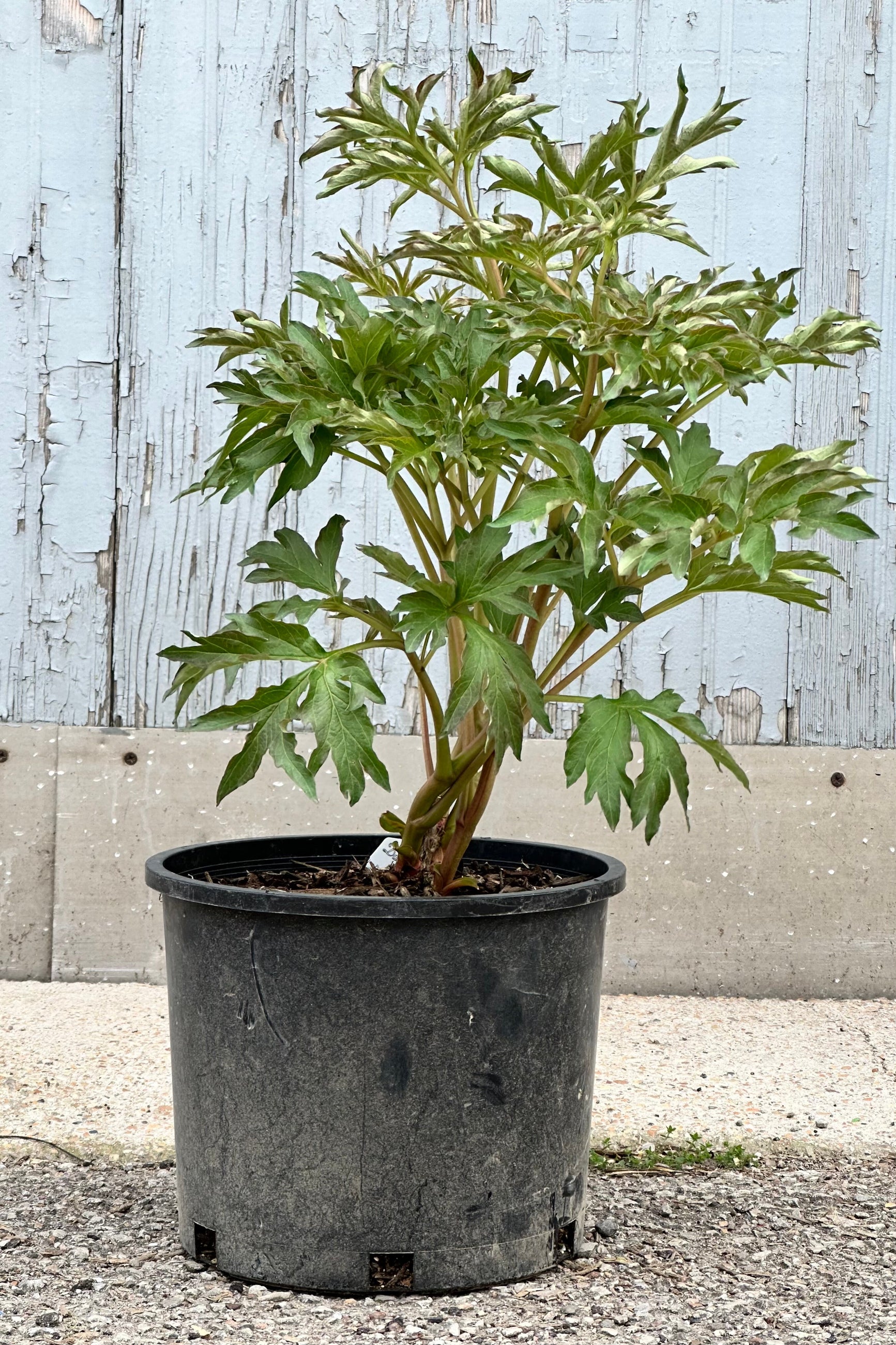 The Duchesse de Lorraine Itoh Peony in a #3 growers pot at the end of April with its dark green frilly leaves before setting bud.  ©Sprout Home