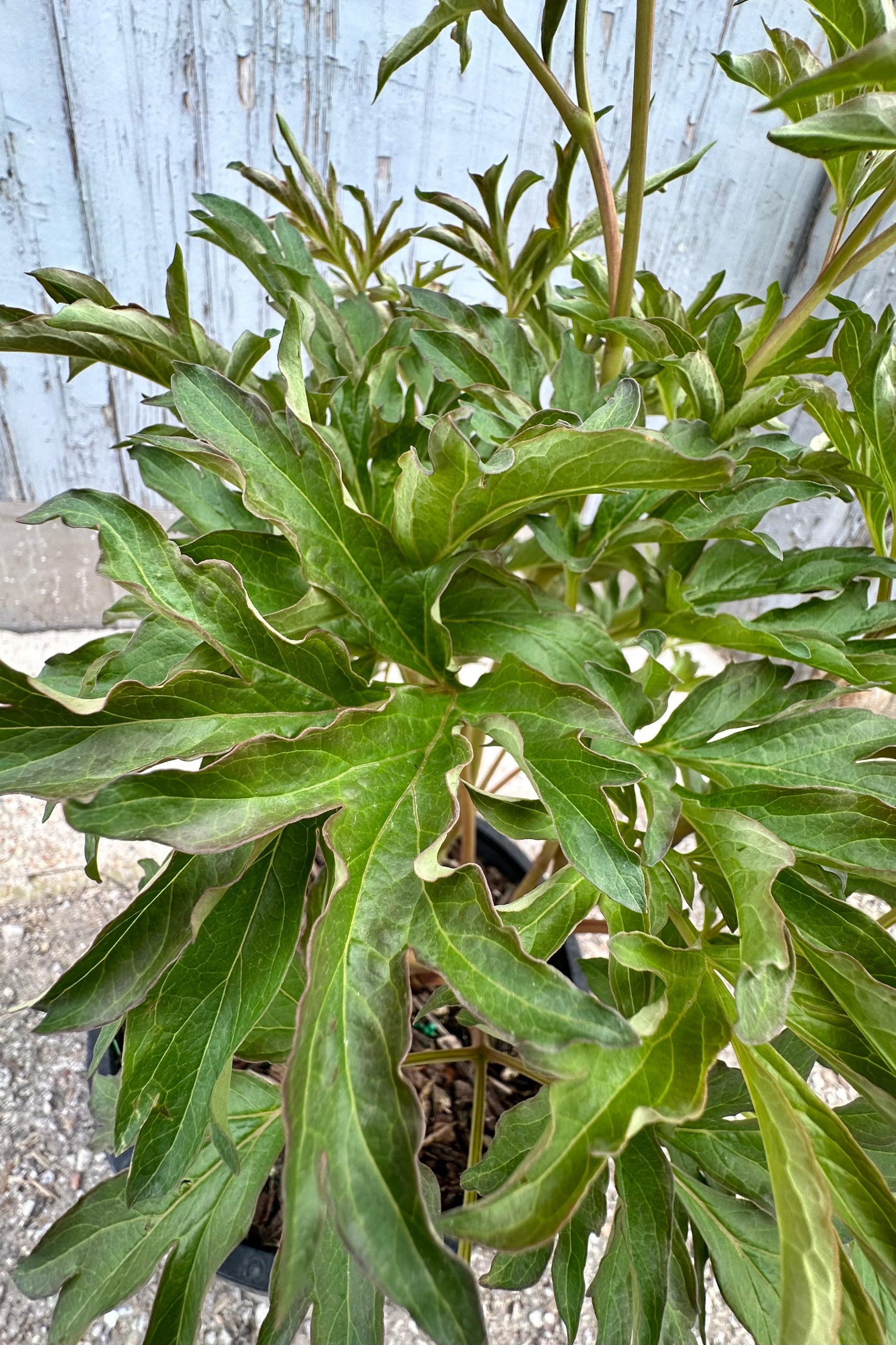 Paeonia x 'Duchesse de Lorraine' Itoh Peony the end of April looking down on the leaves before flowering.  ©Sprout Home