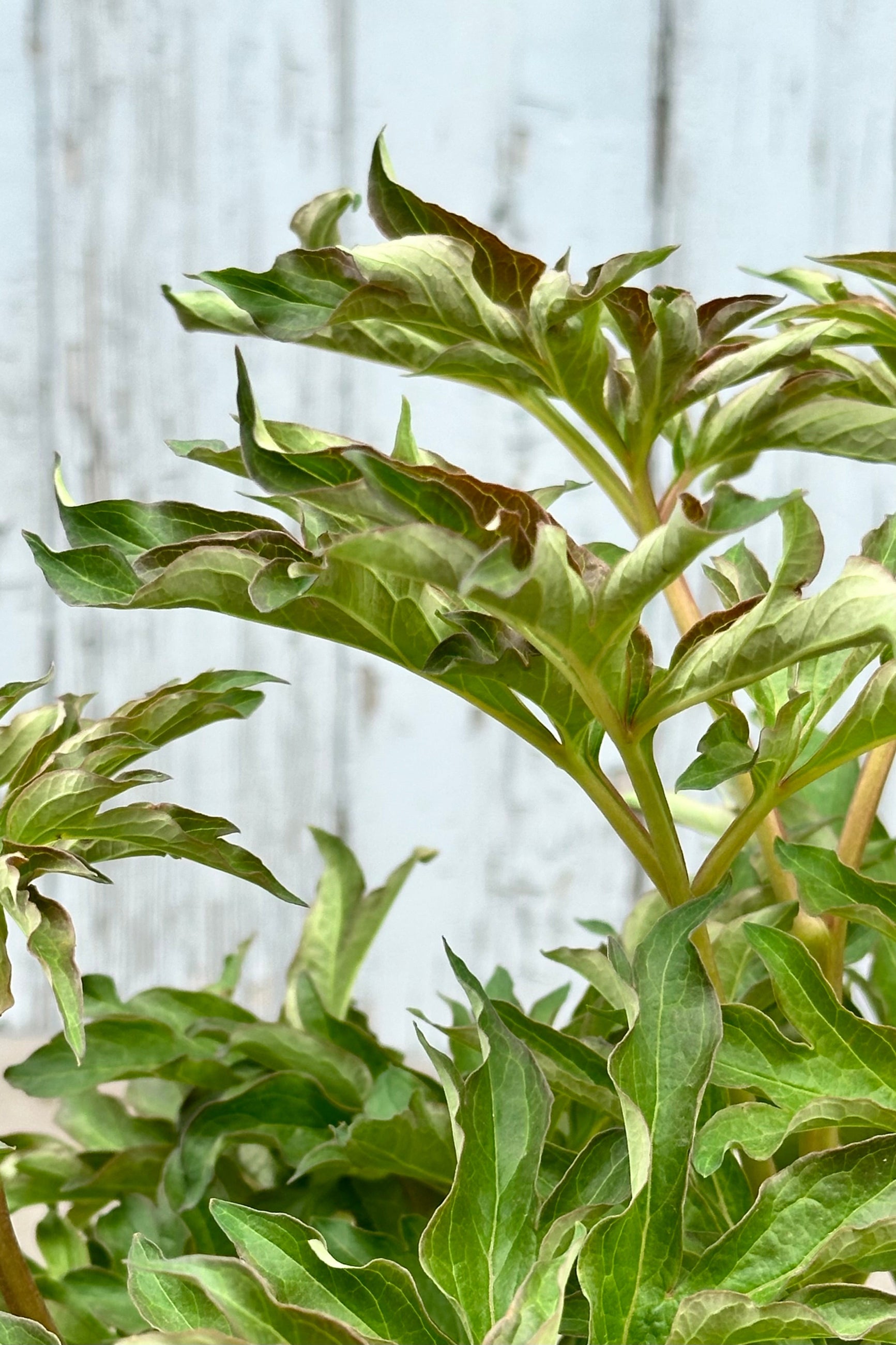 The ruffled new late April leaves of the Paeonia Itoh 'Duchesse de Lorraine'. ©Sprout Home