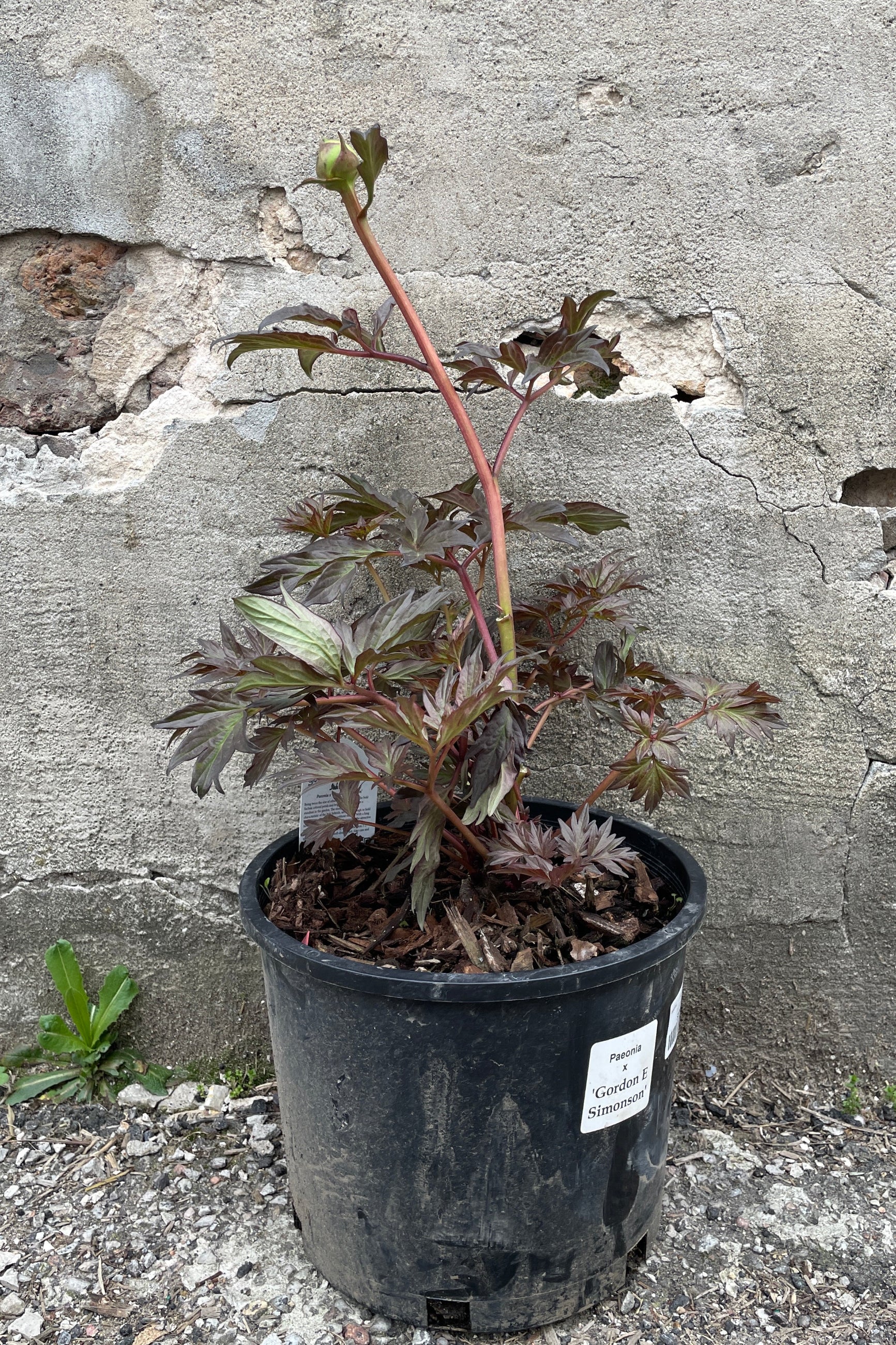 Paeonia 'Gorden E. Simonson' in a #3 growers pot the end of April at Sprout-home.  ©Sprout Home