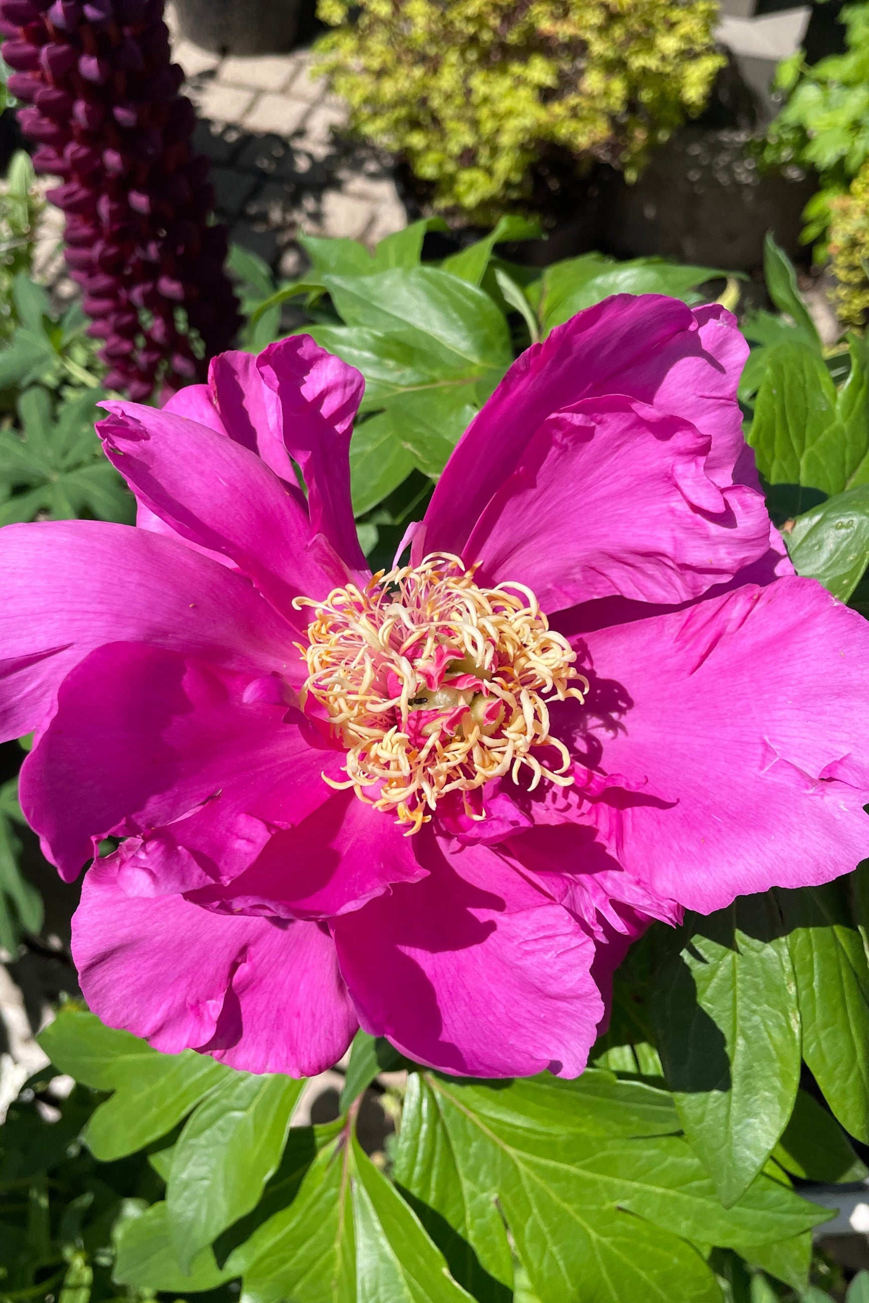 Paeonia x 'Gordon E. Simonson' in the middle of May showing a huge open fuchsia bloom in the Sprout-home yard.  ©Sprout Home